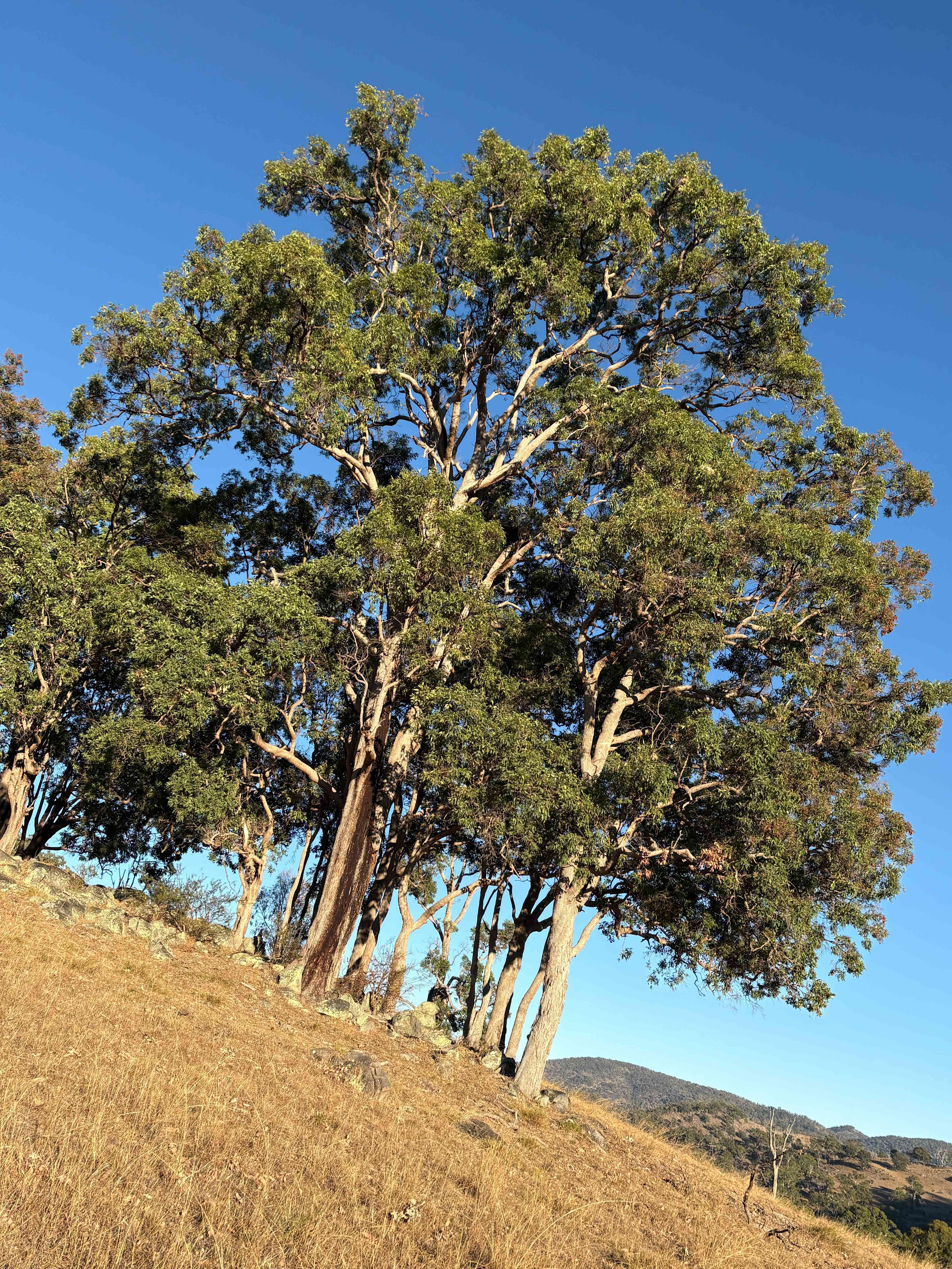 Eden Vale Shearing Shed Camp