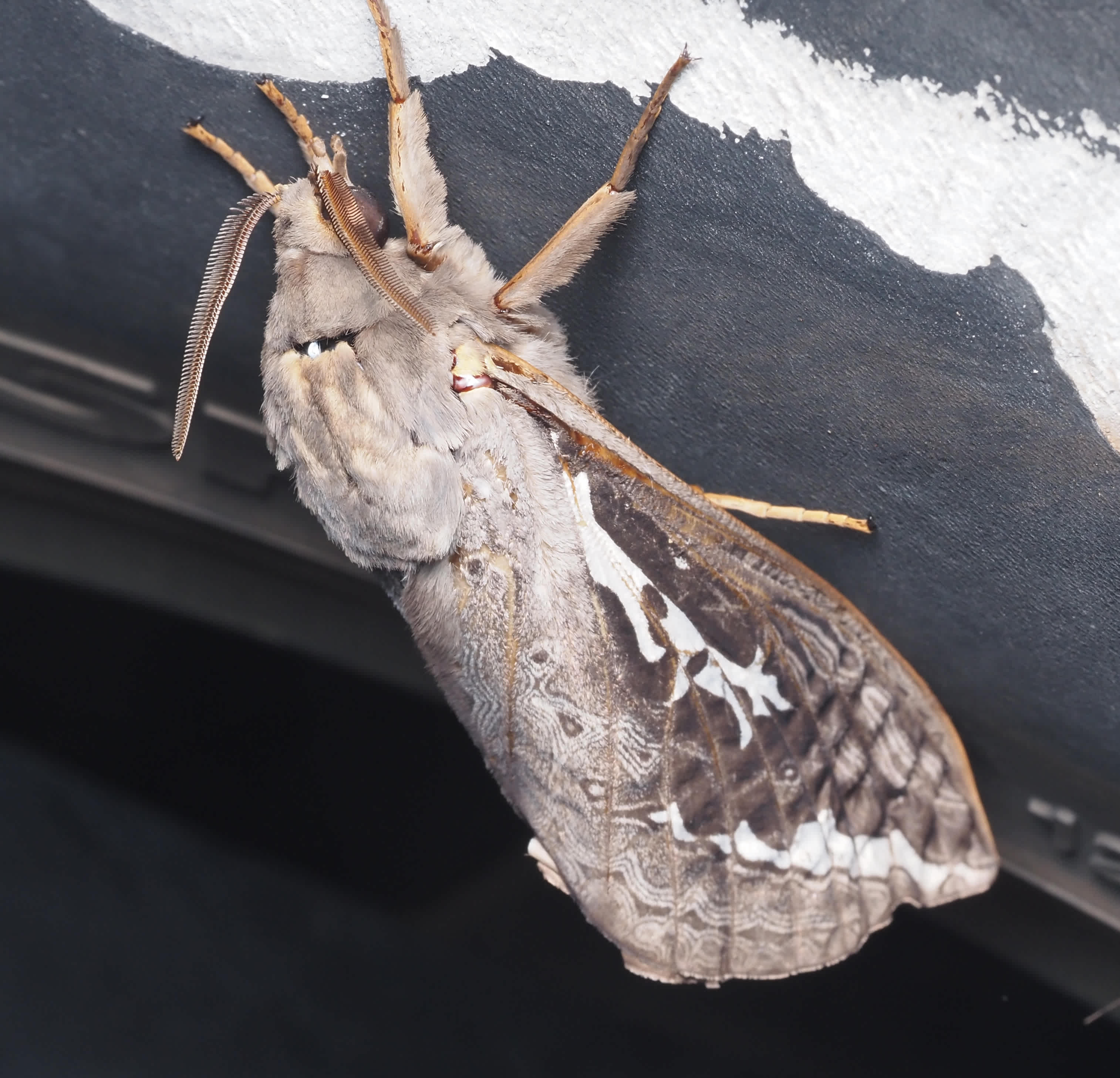 One of several (welcomed) rain moths Abantiades species