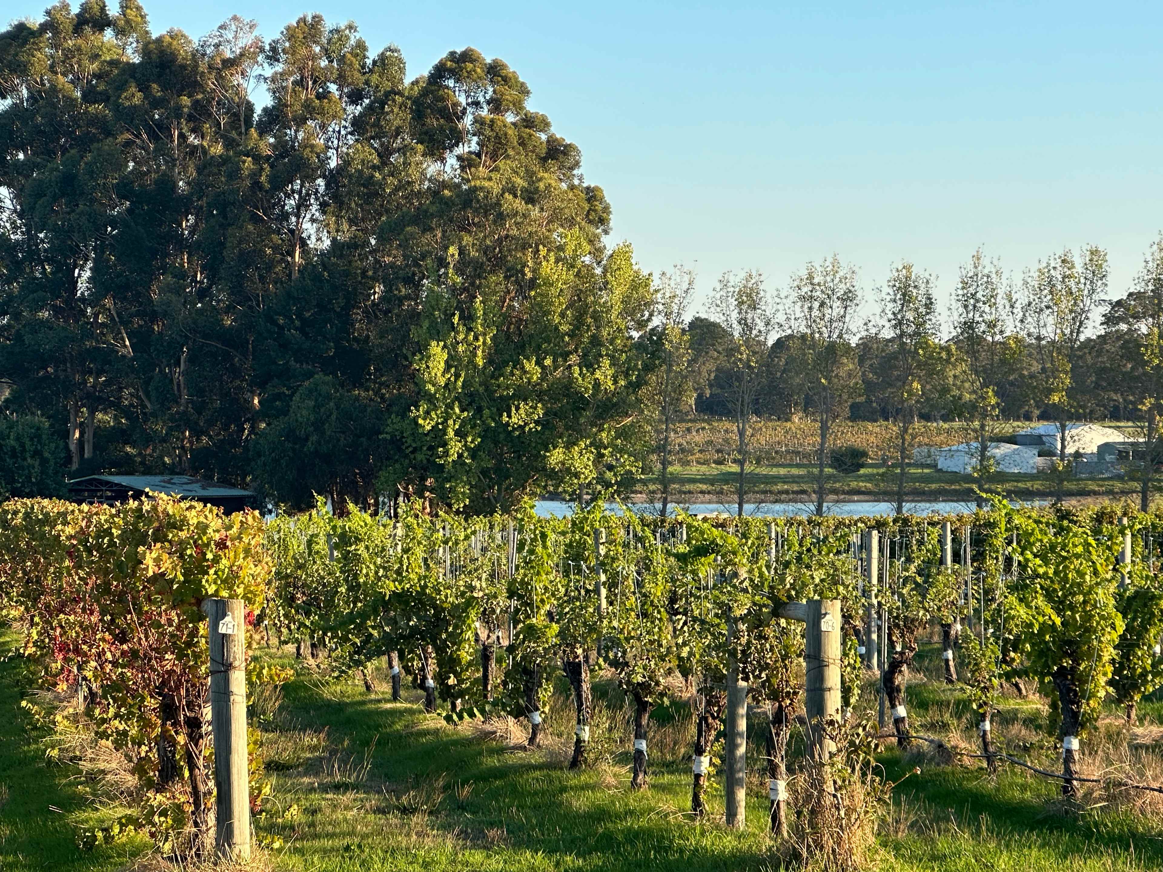 Jarvis Estate Winery & Camping