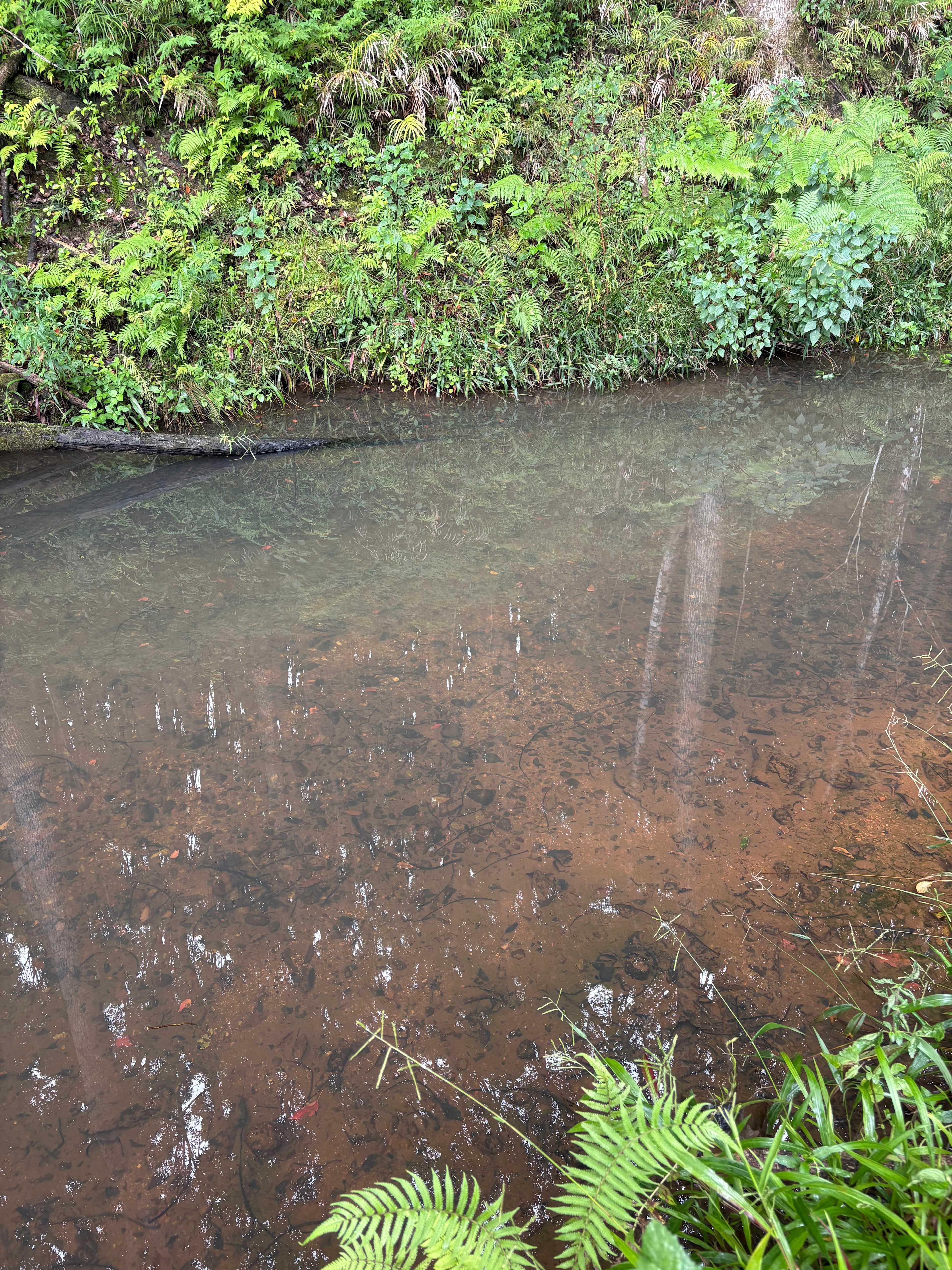 Fern gully Creek, Coorabell