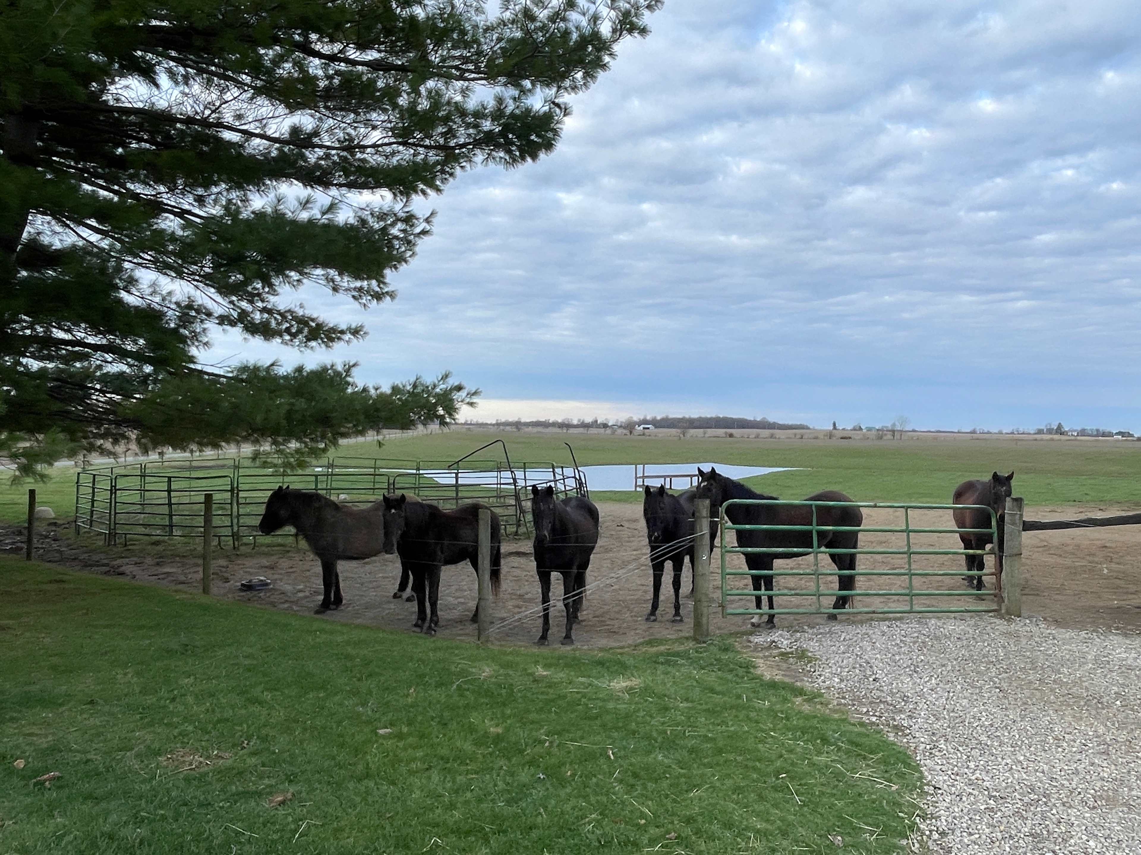 Front paddock