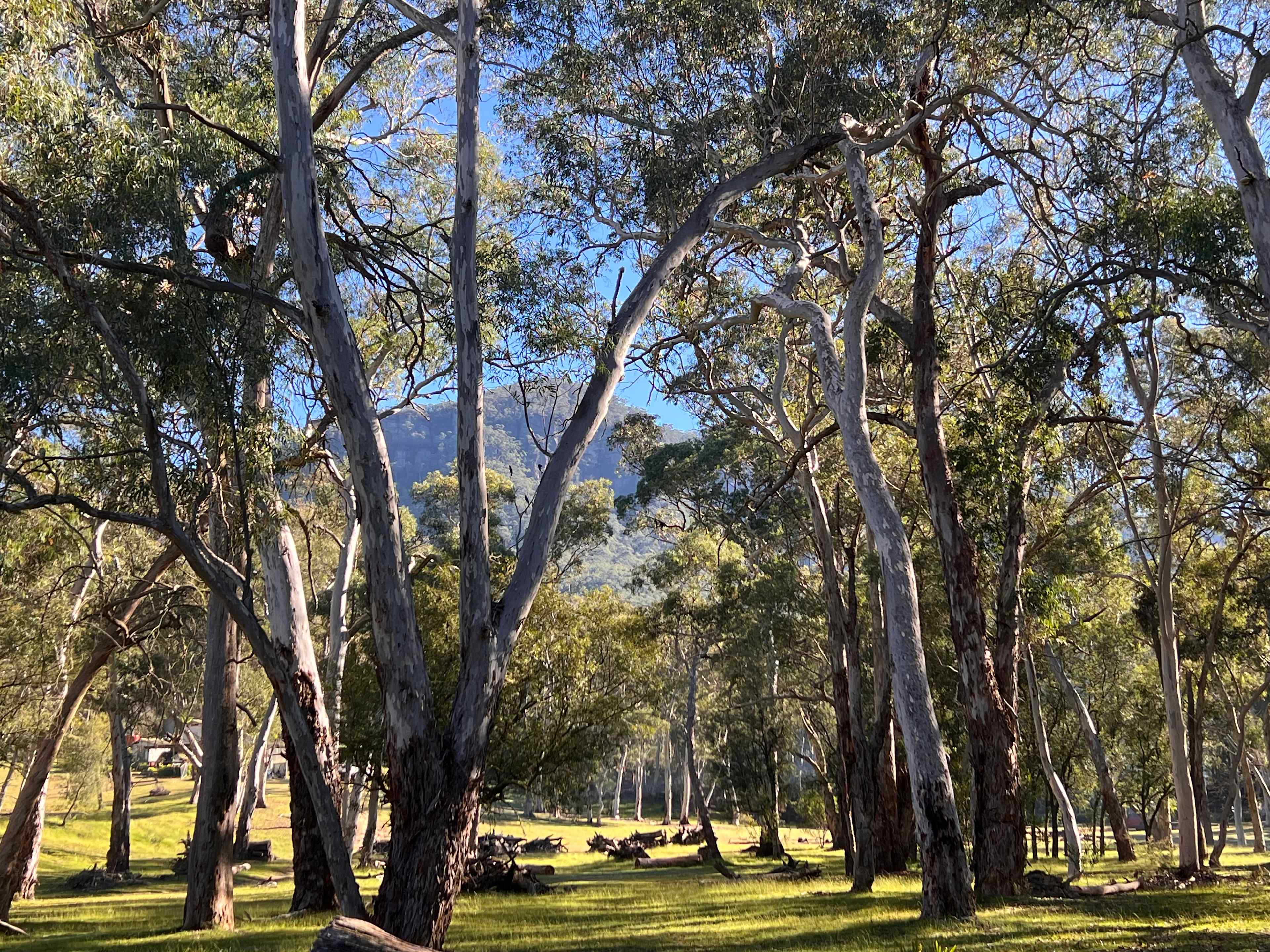 Nellies Glen Camping