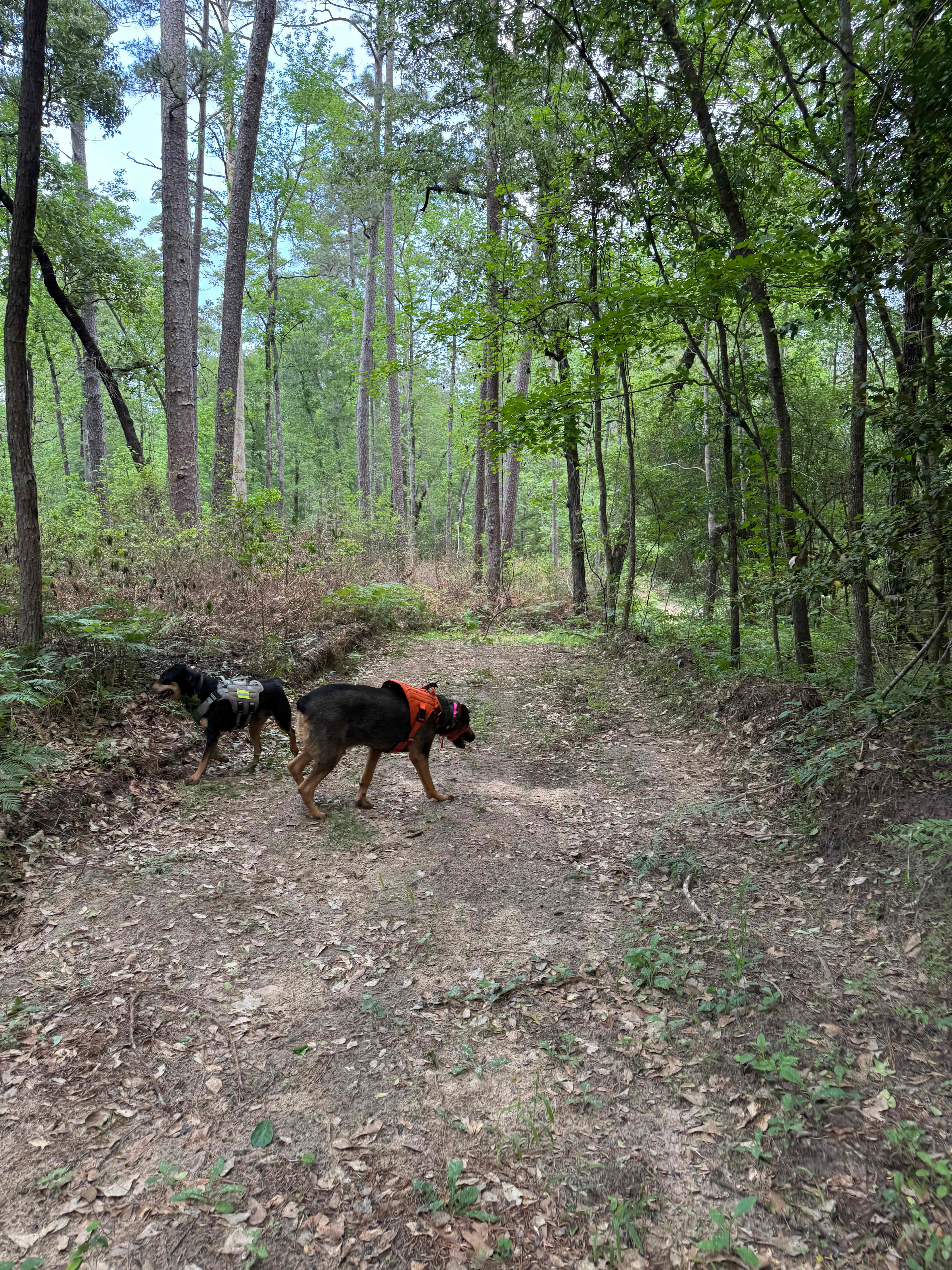 The trail behind the property (we had it completely to ourselves)
