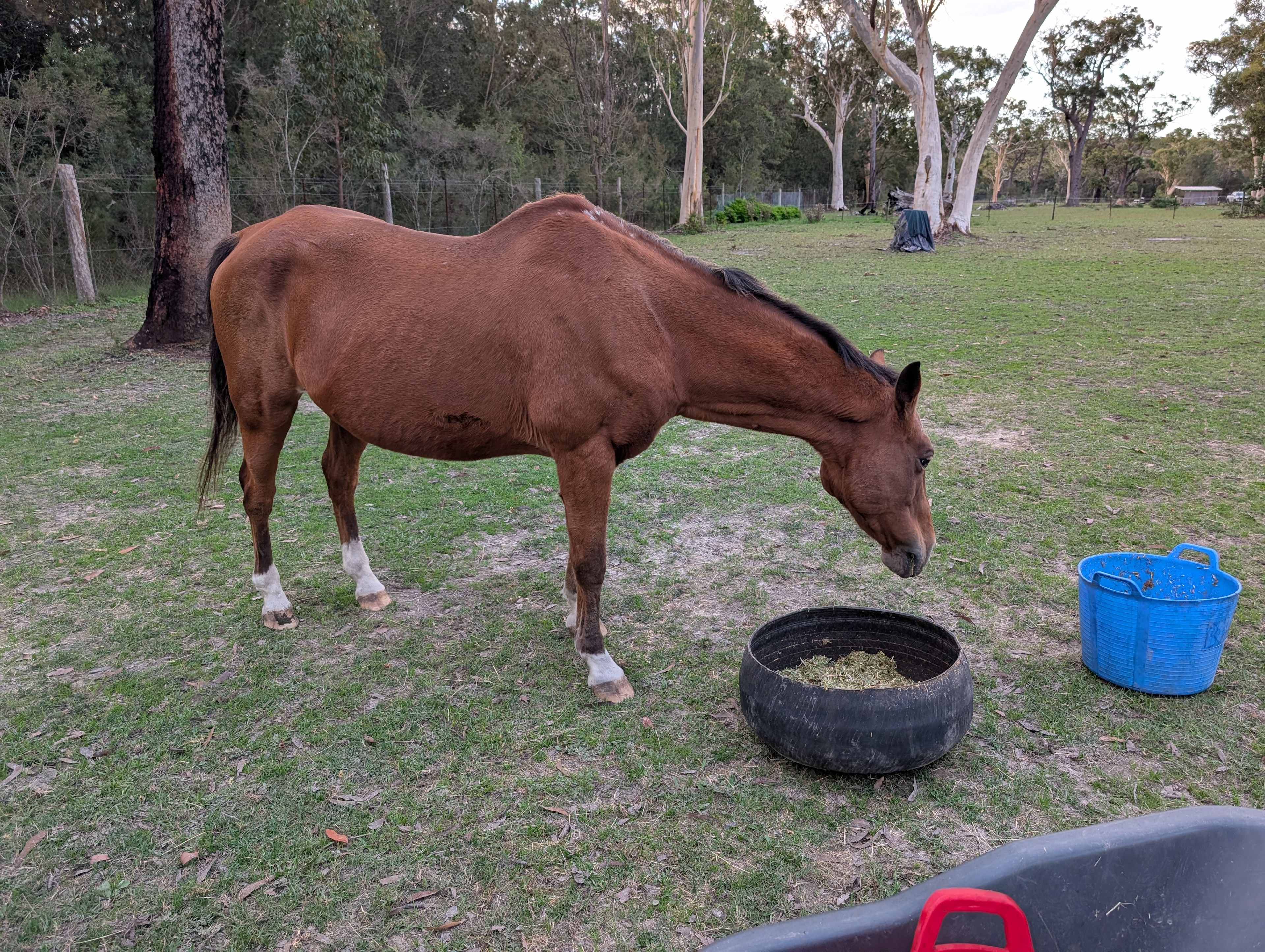 Sussex Horses For Healing