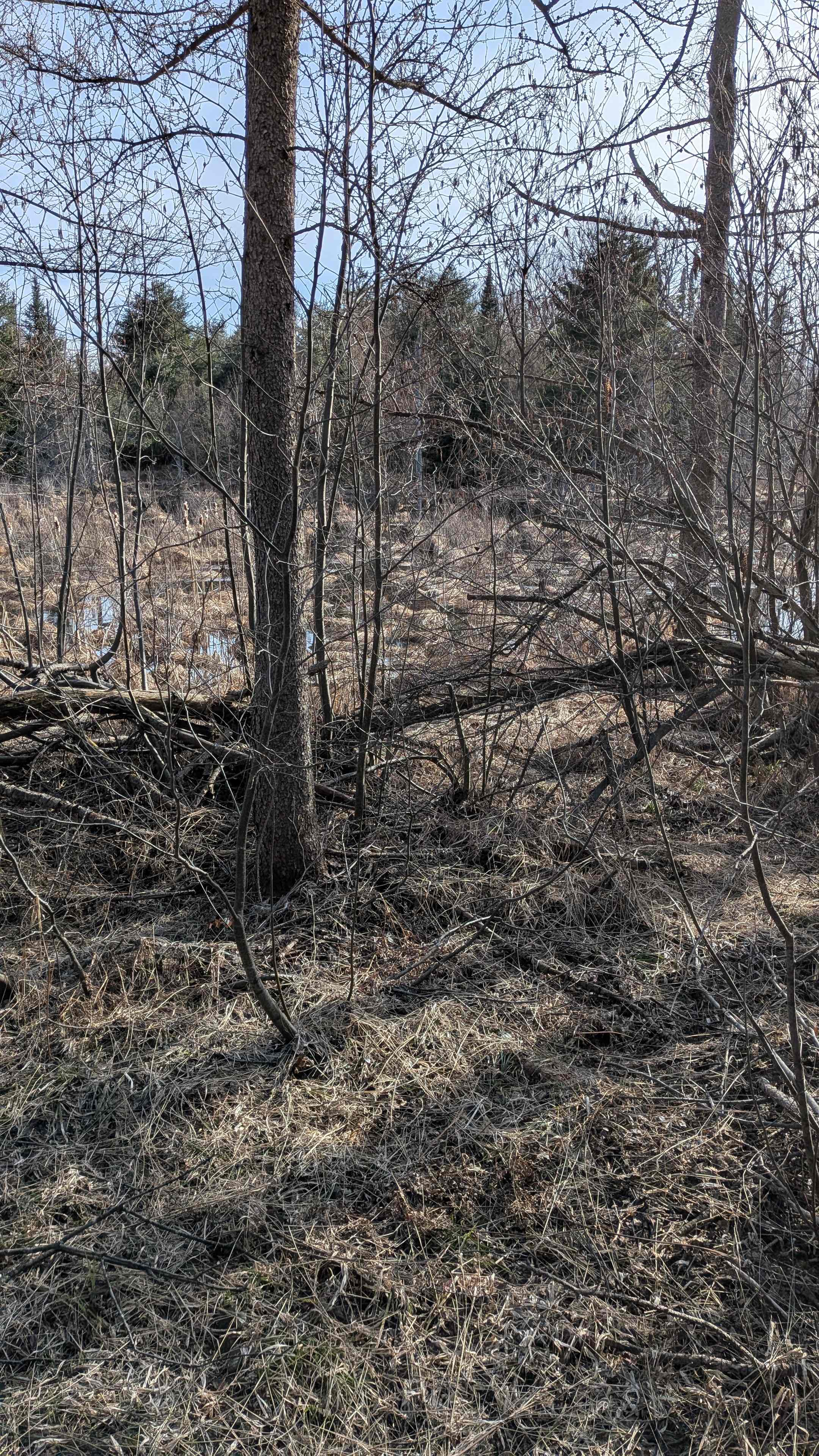 Land around the cabin