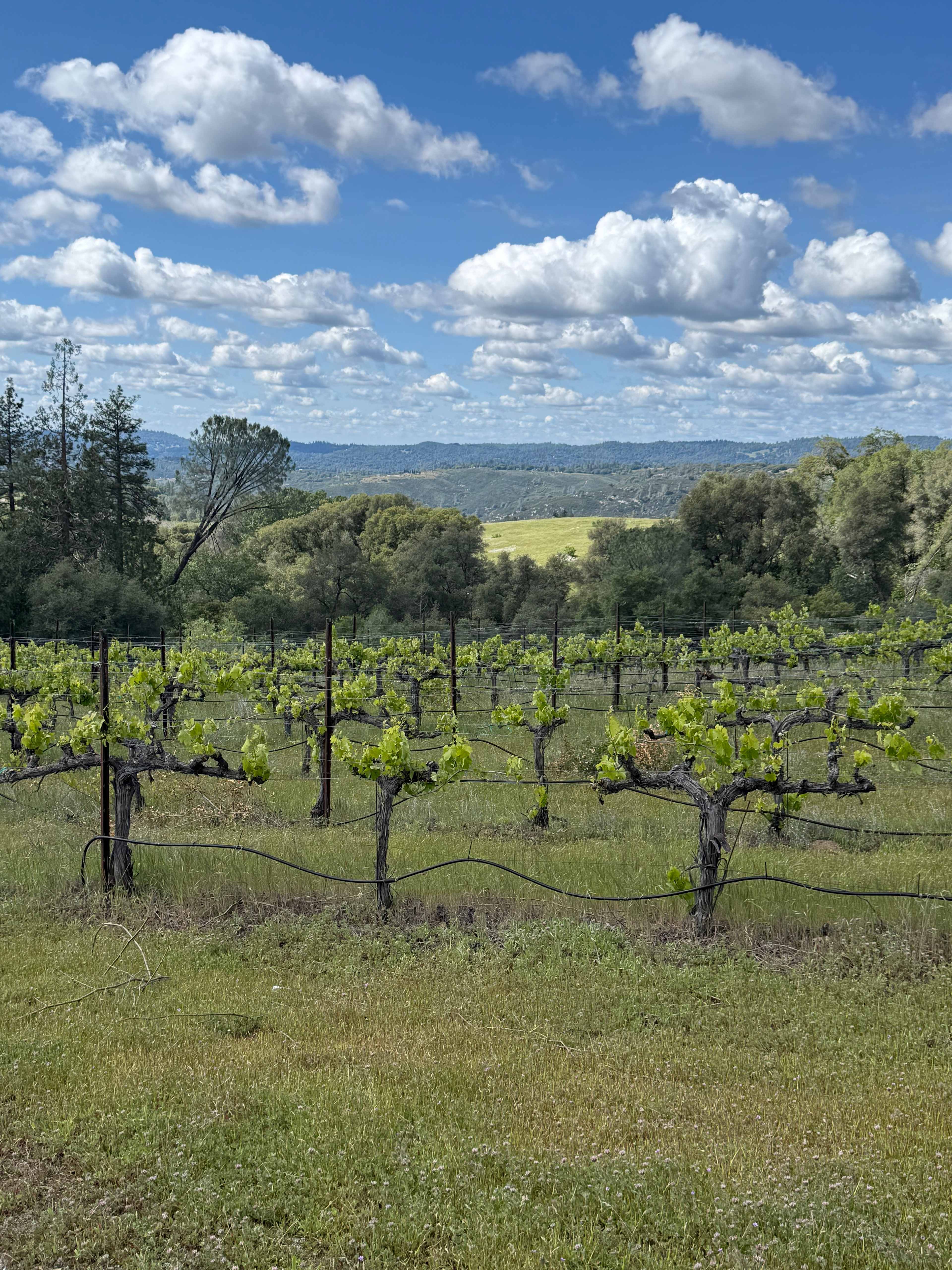 Camp 🏕 Gold Dust Vineyard