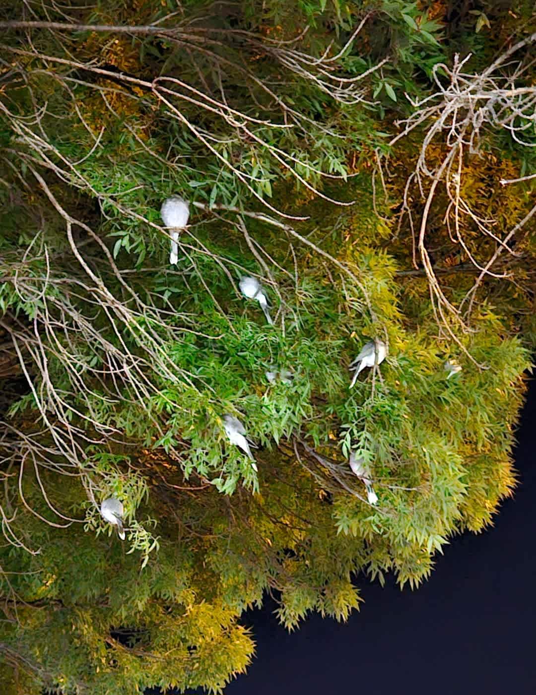 260328 - birds going to bed at night, tge riddle of where birds go to sleep at night is now SOLVED