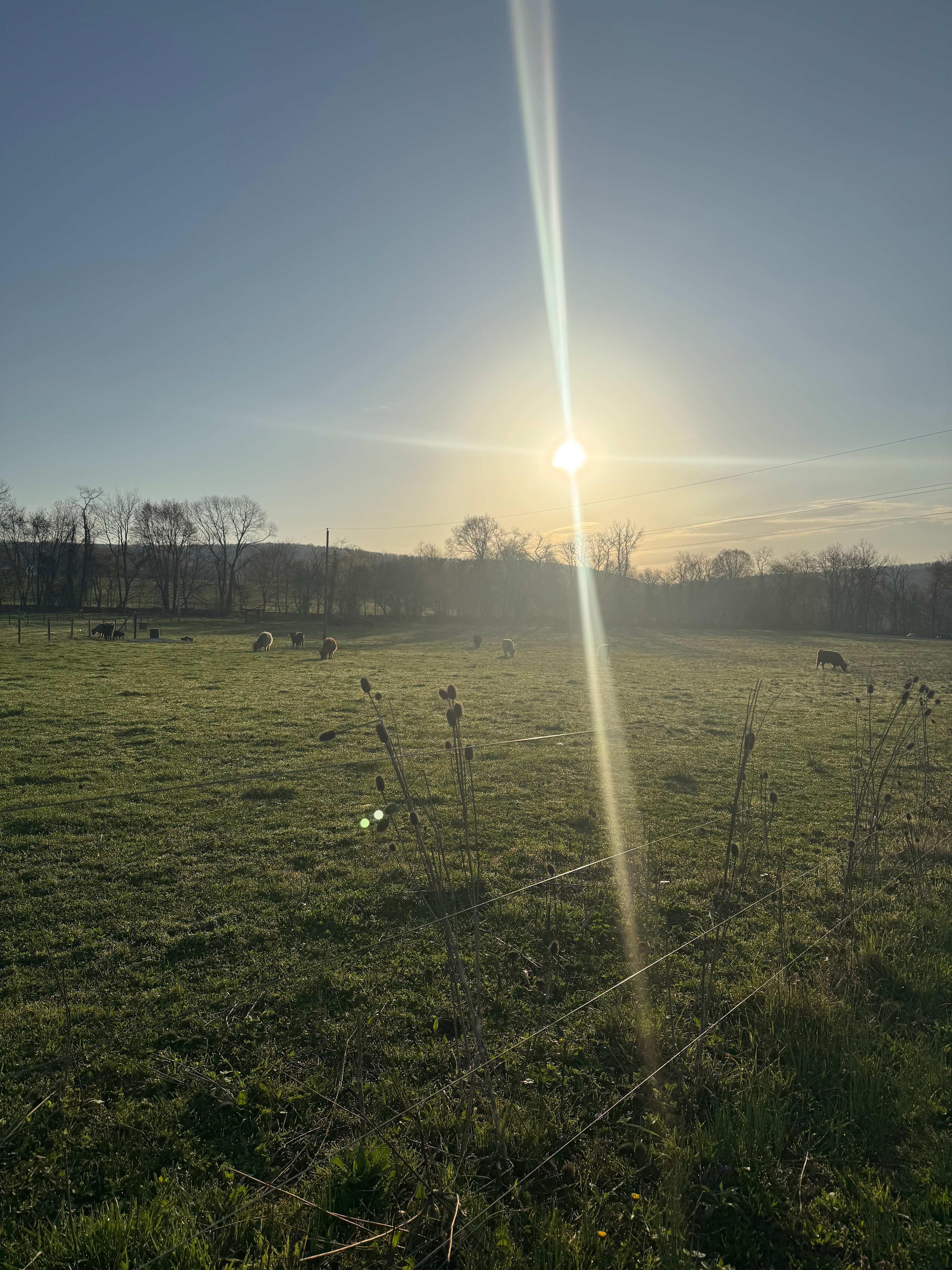 Happy Heart Highlands and Alpacas