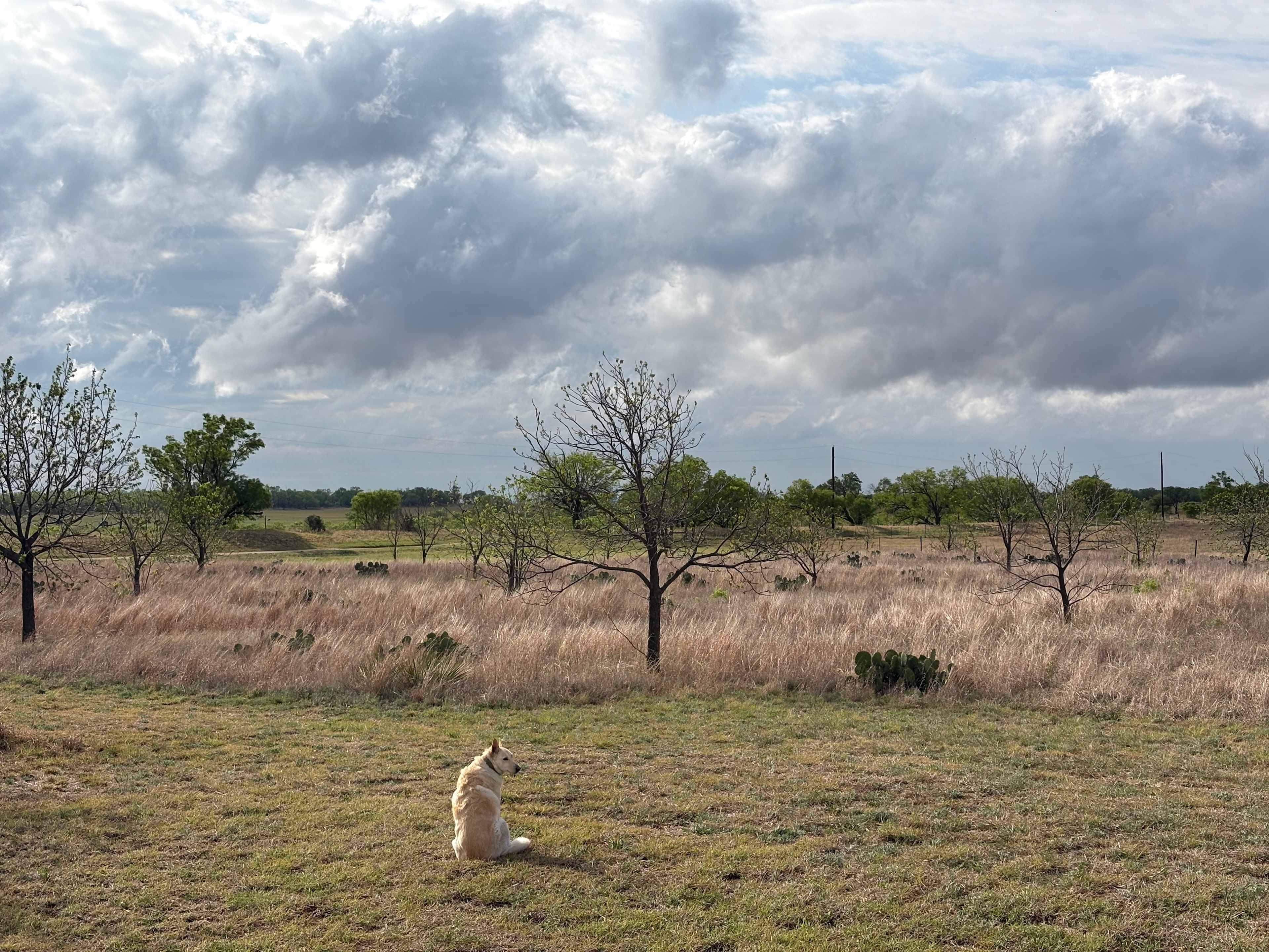 Pecan orchard