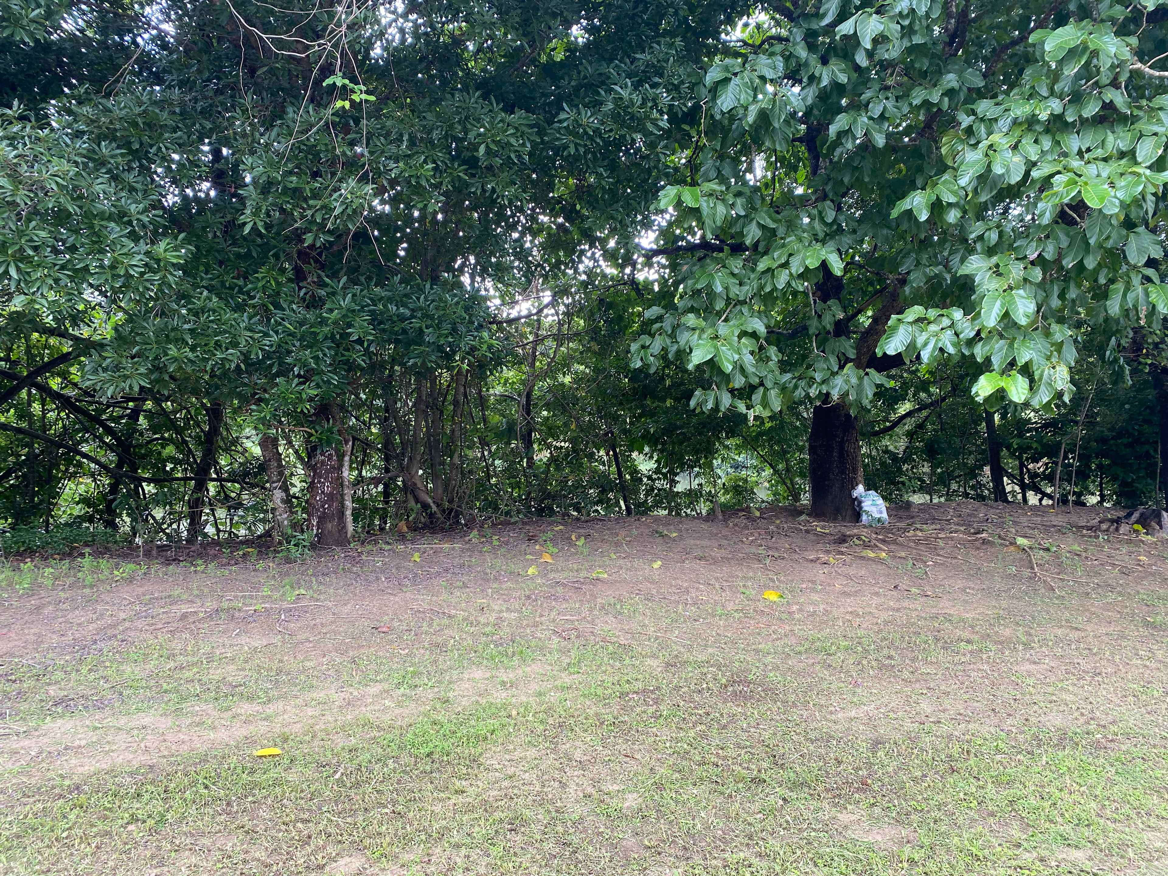 Aloomba Homestead (Tropical Qld)