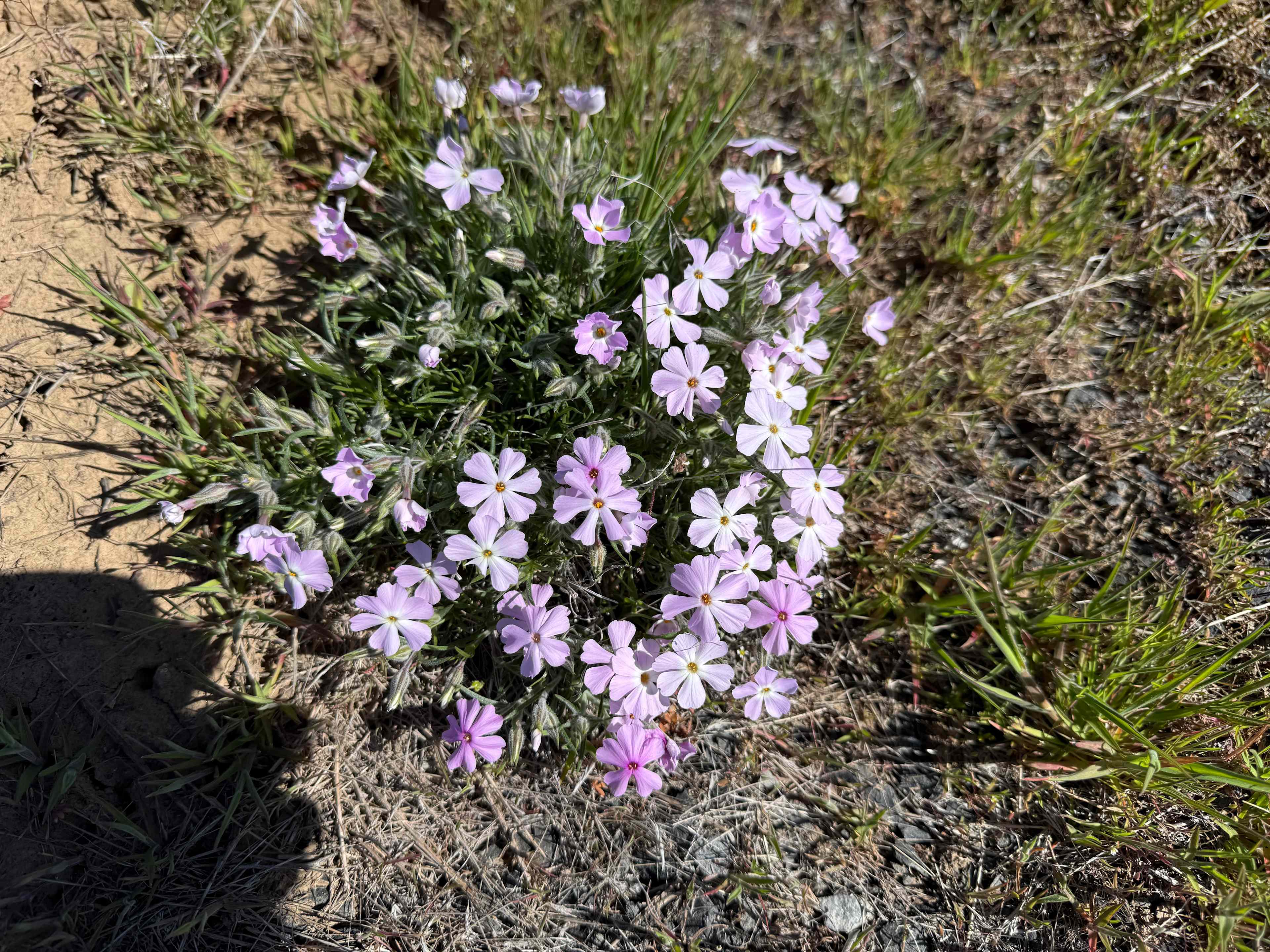 Wildflowers are in bloom. 