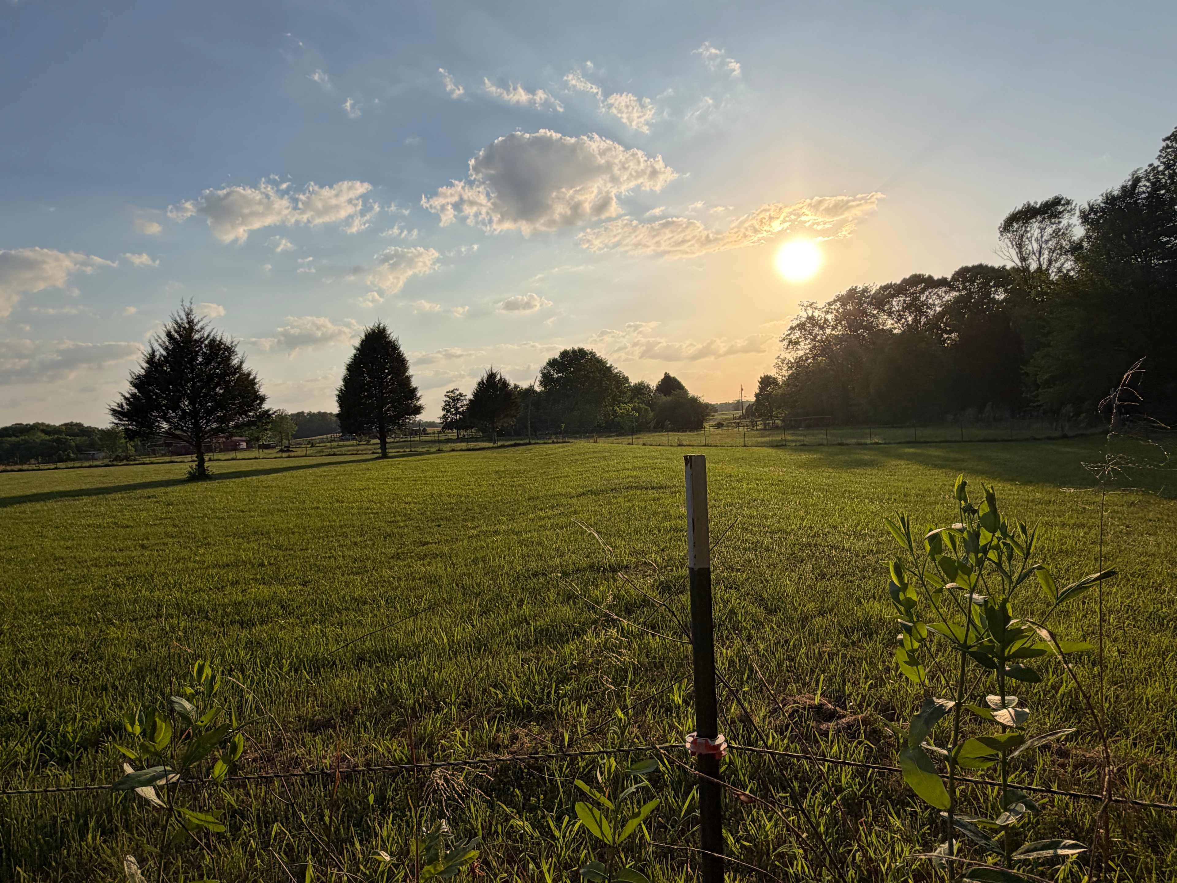 Alpaca Farm and Forested Area