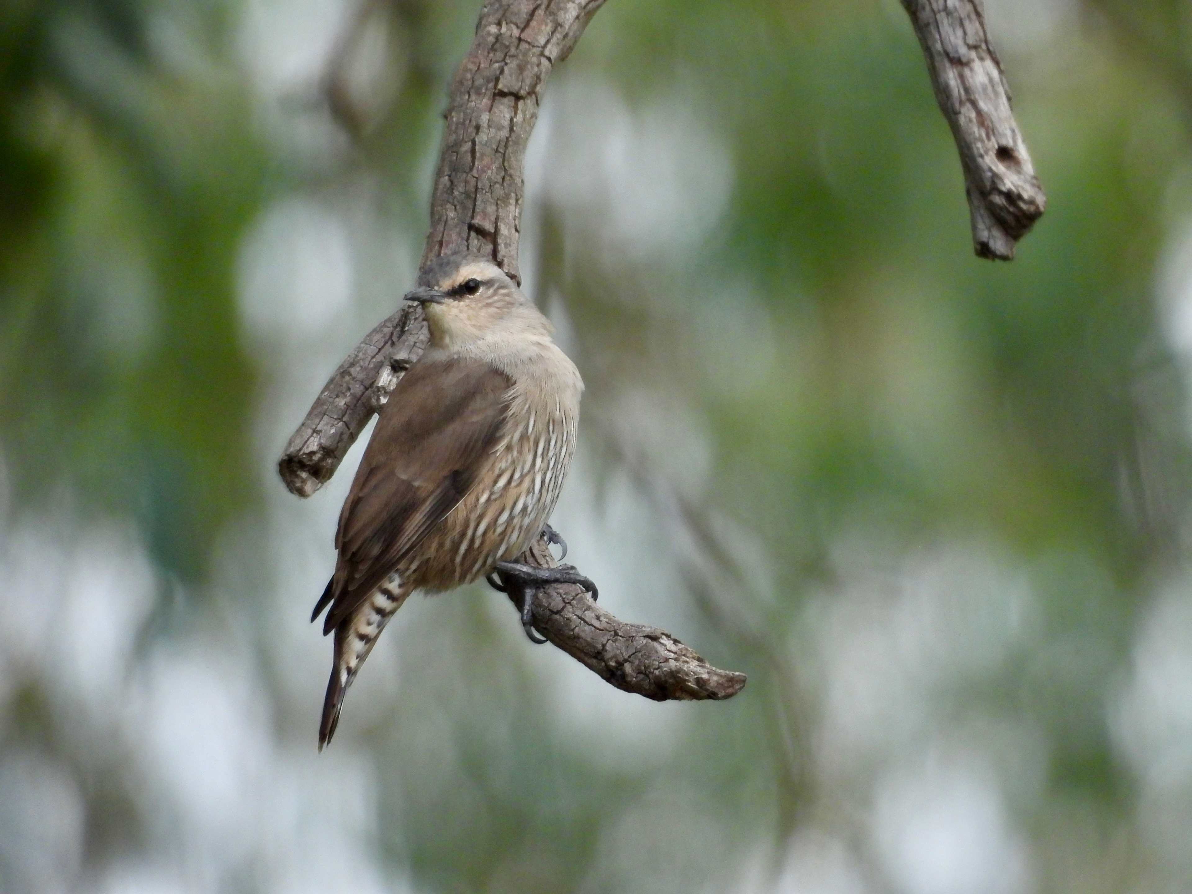Cudgella on Bundidgerry Creek