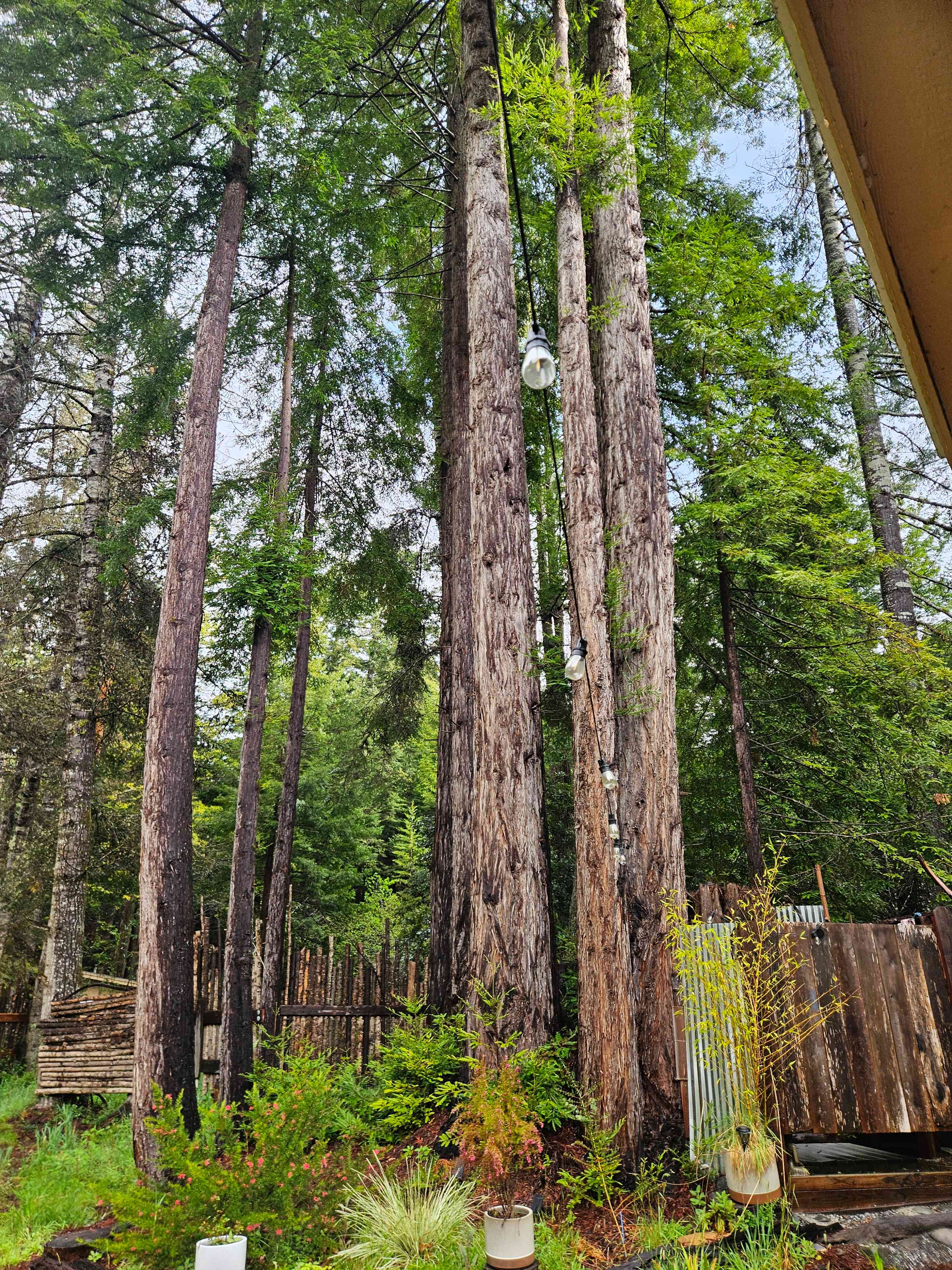 Ocean-view Redwood Forest Glamping