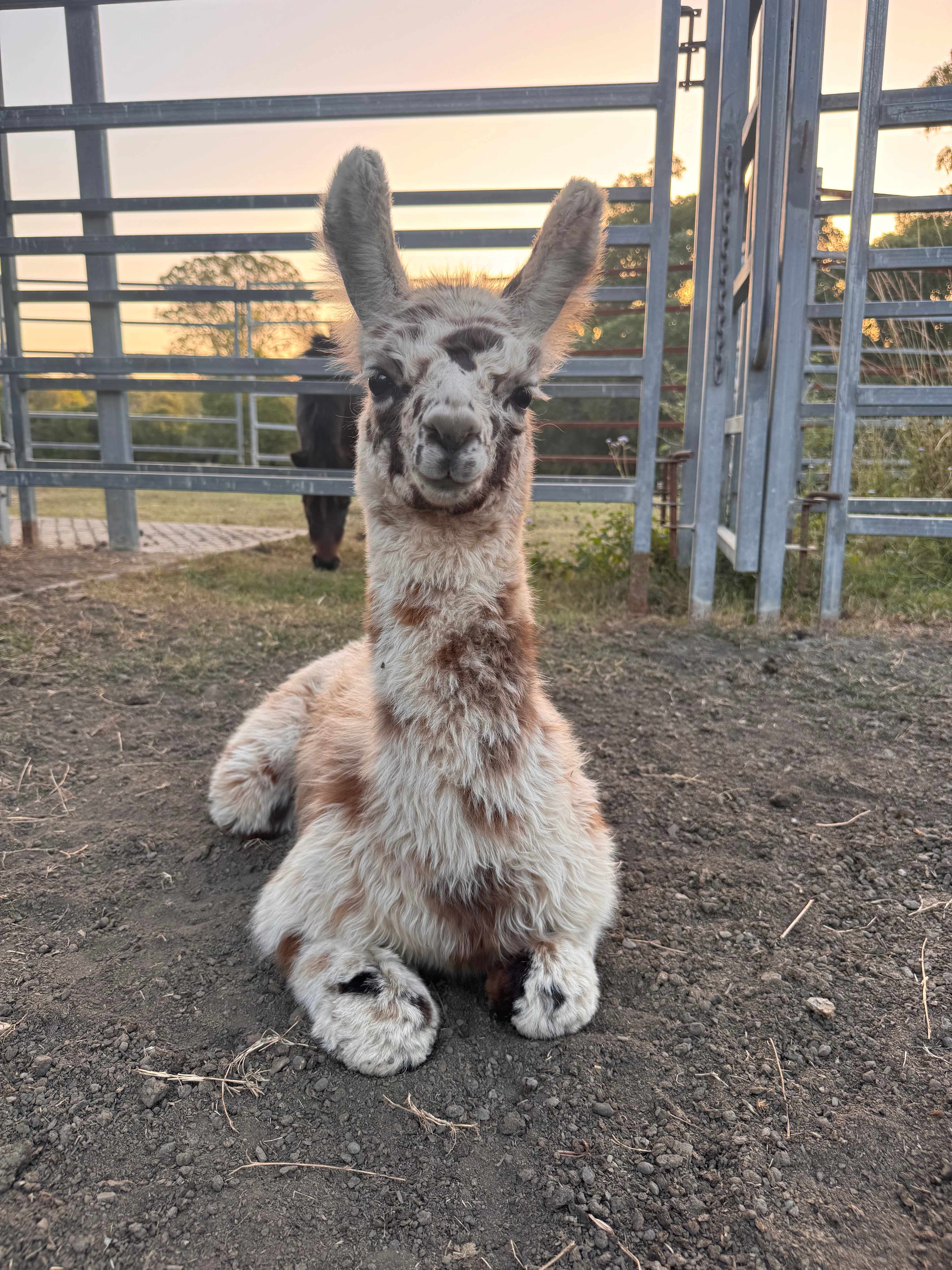 Macallon Farm Stay