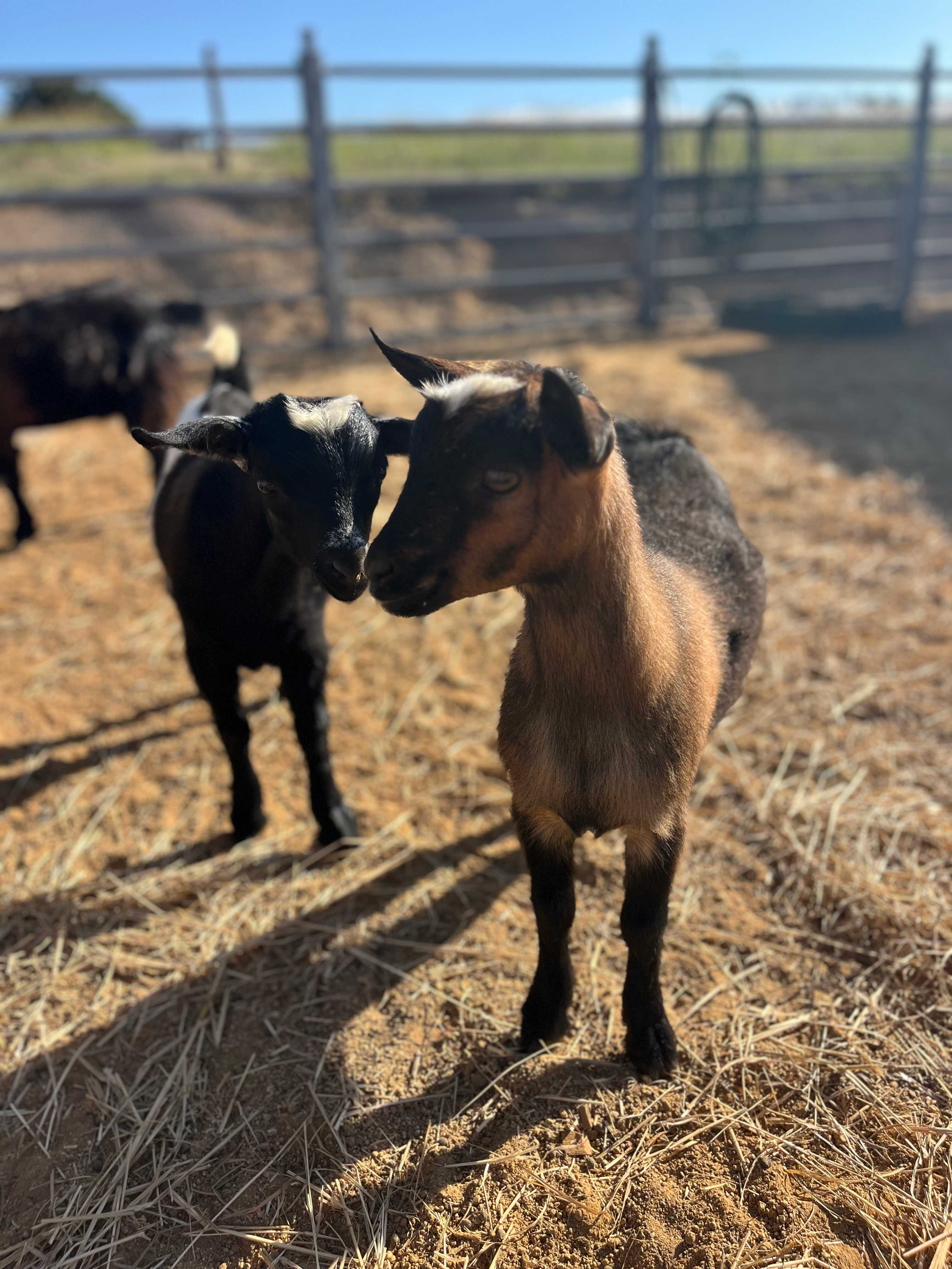Petting yard
