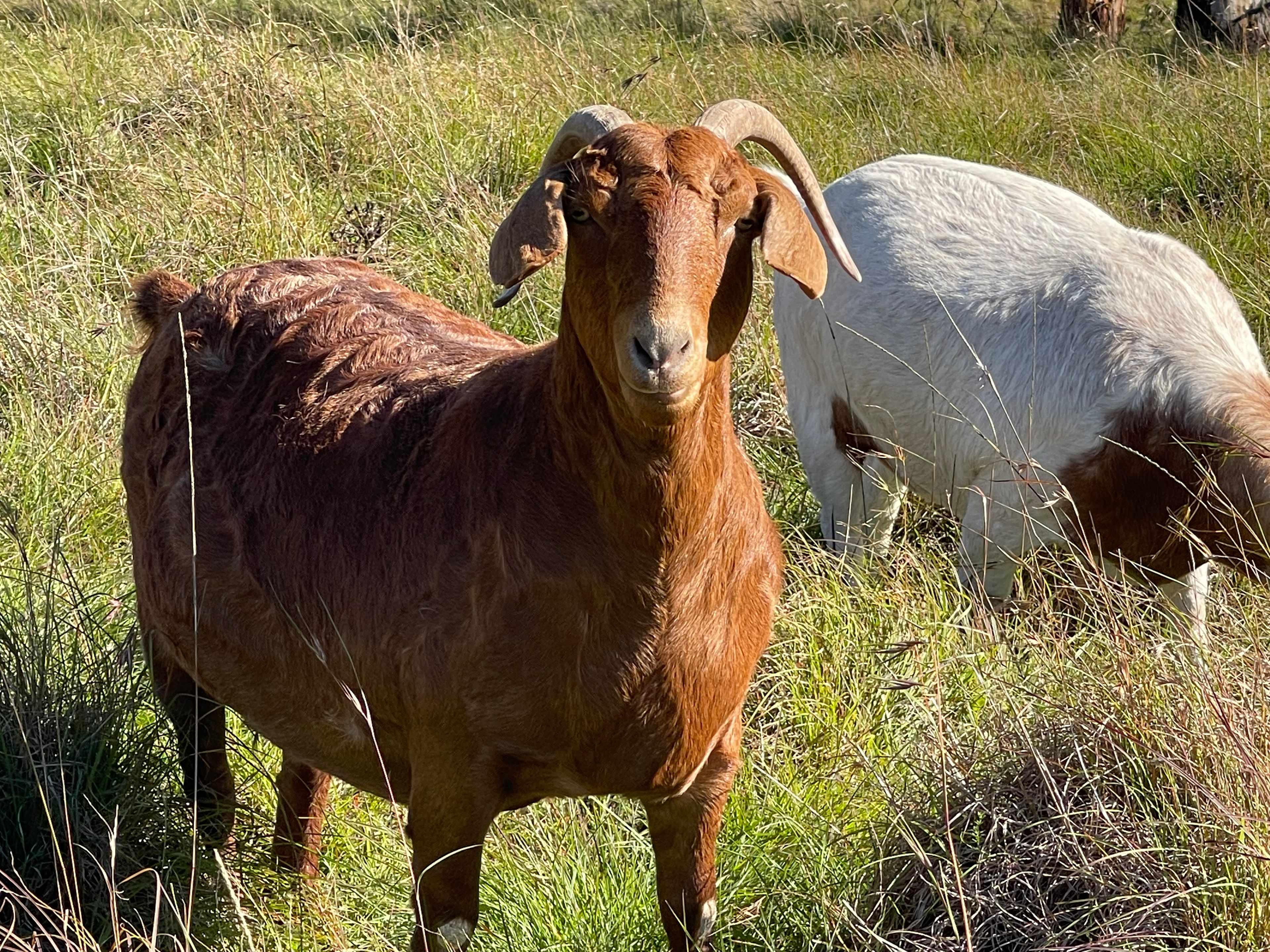 Fudge the Goat
