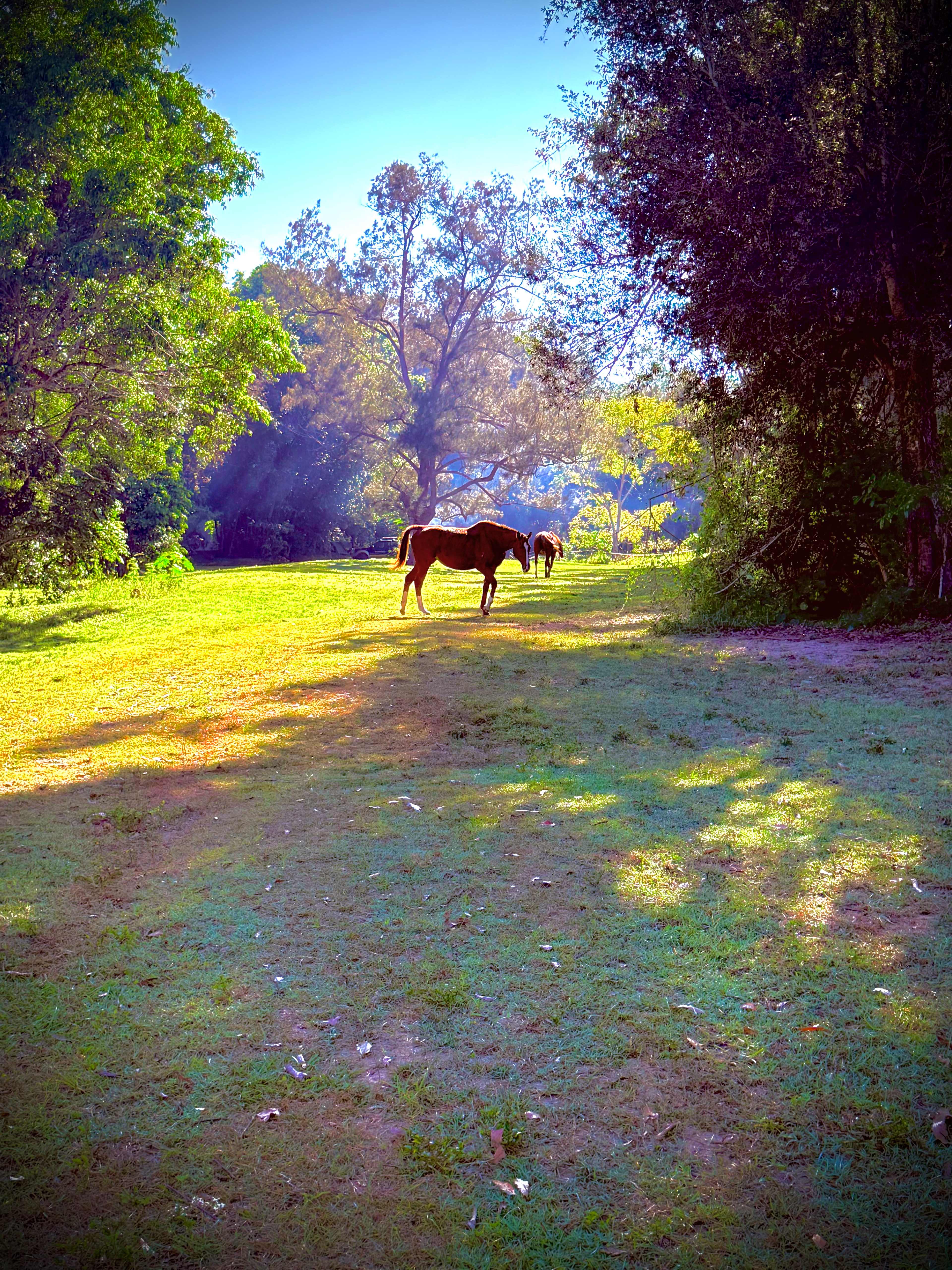 Conondale Valley Farm