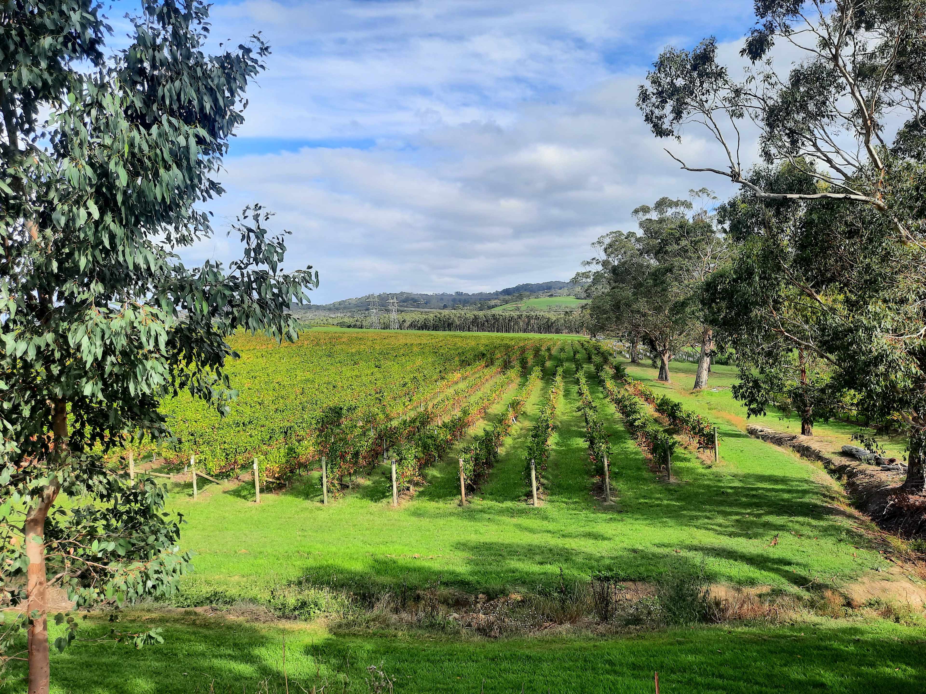 Yarra Valley Vineyard Views