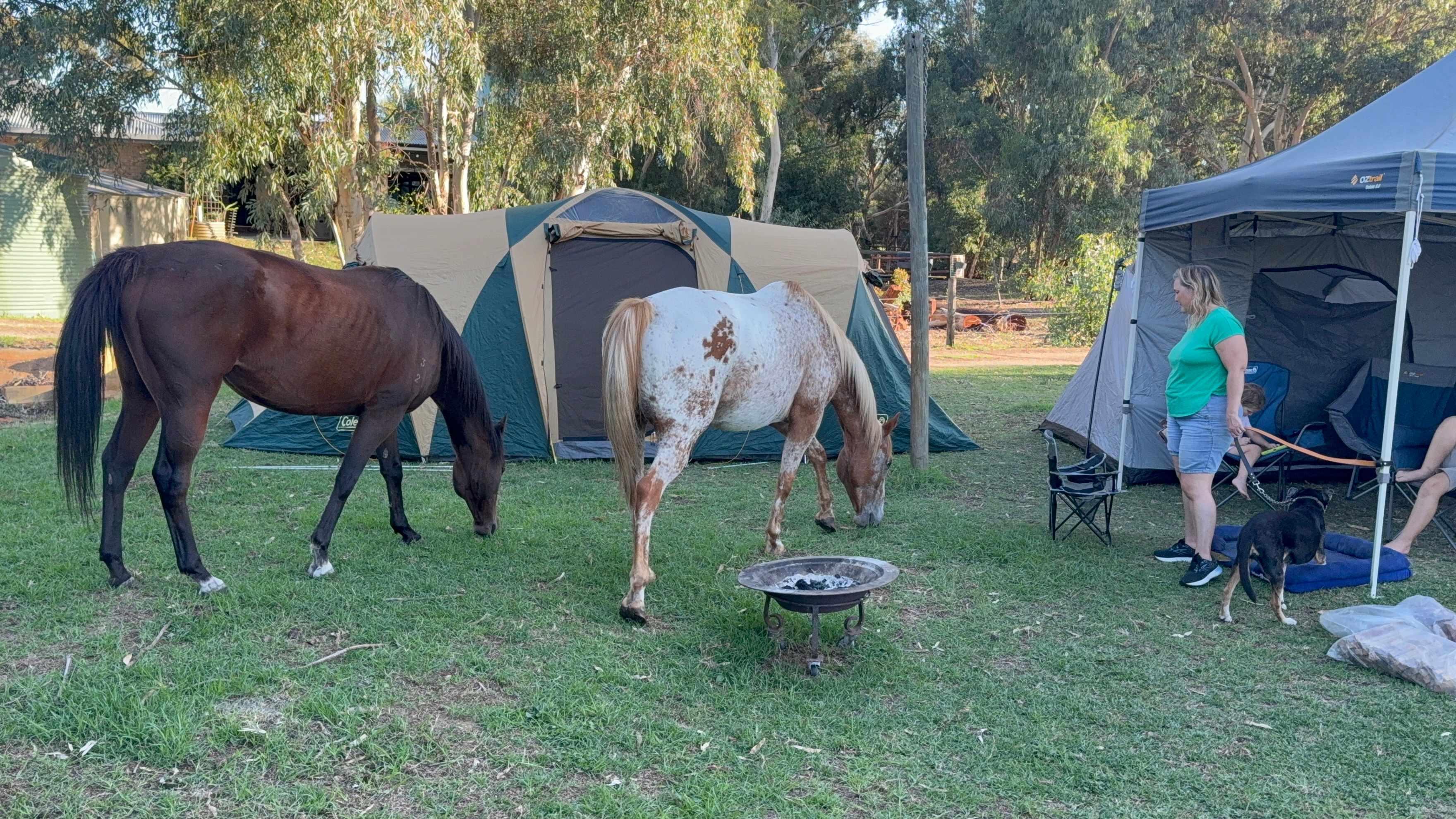 Everything Horses Ltd