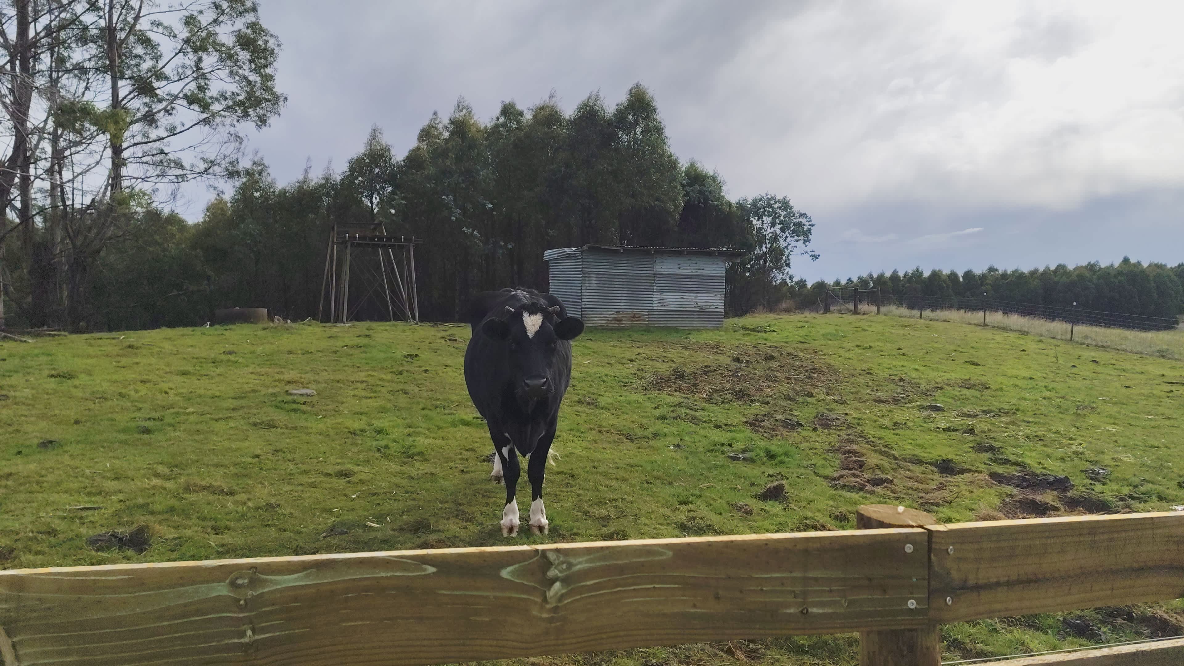 Japa Hill Farm and Animal Sanctuary