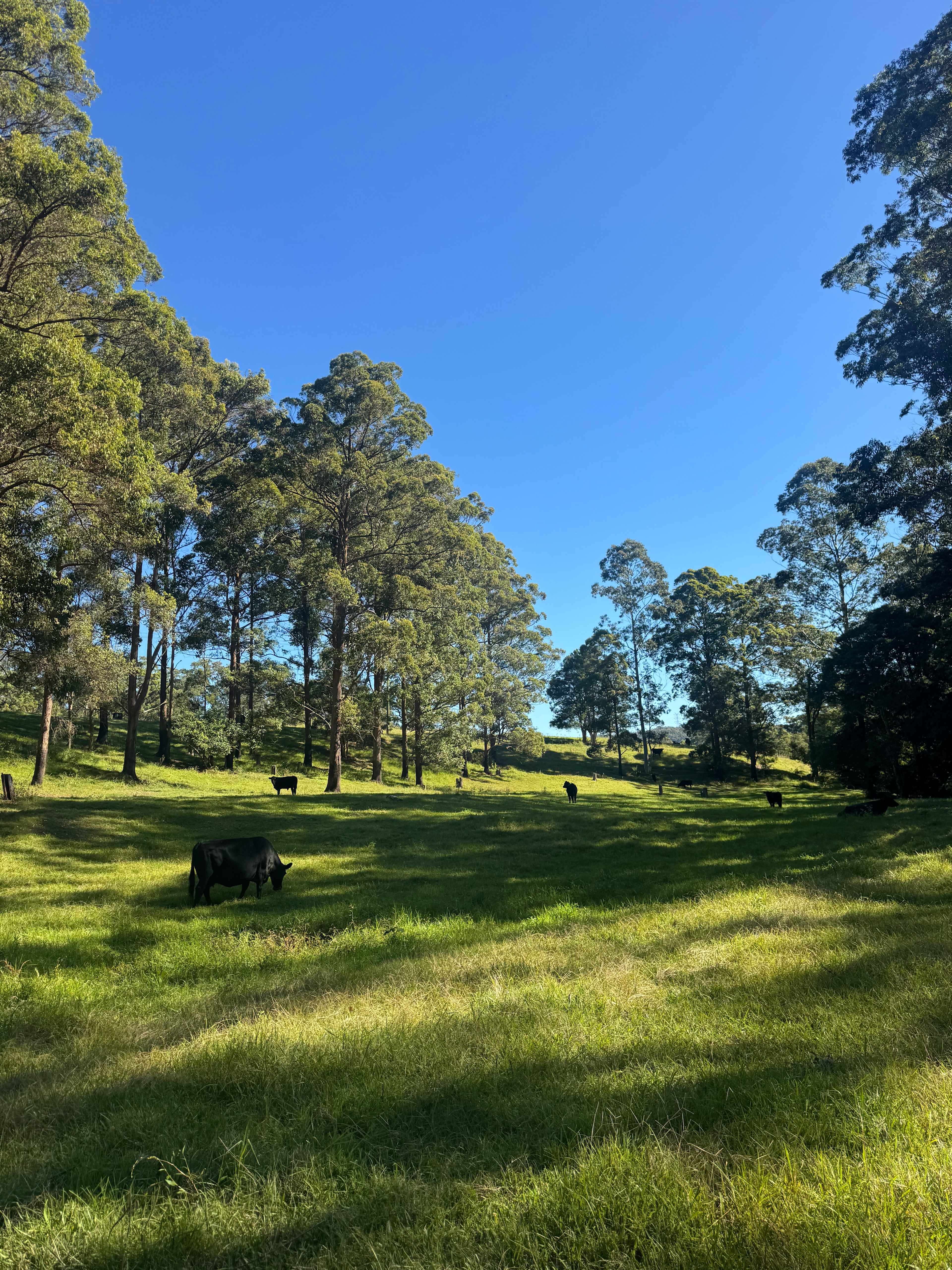 Bunyip's Camp