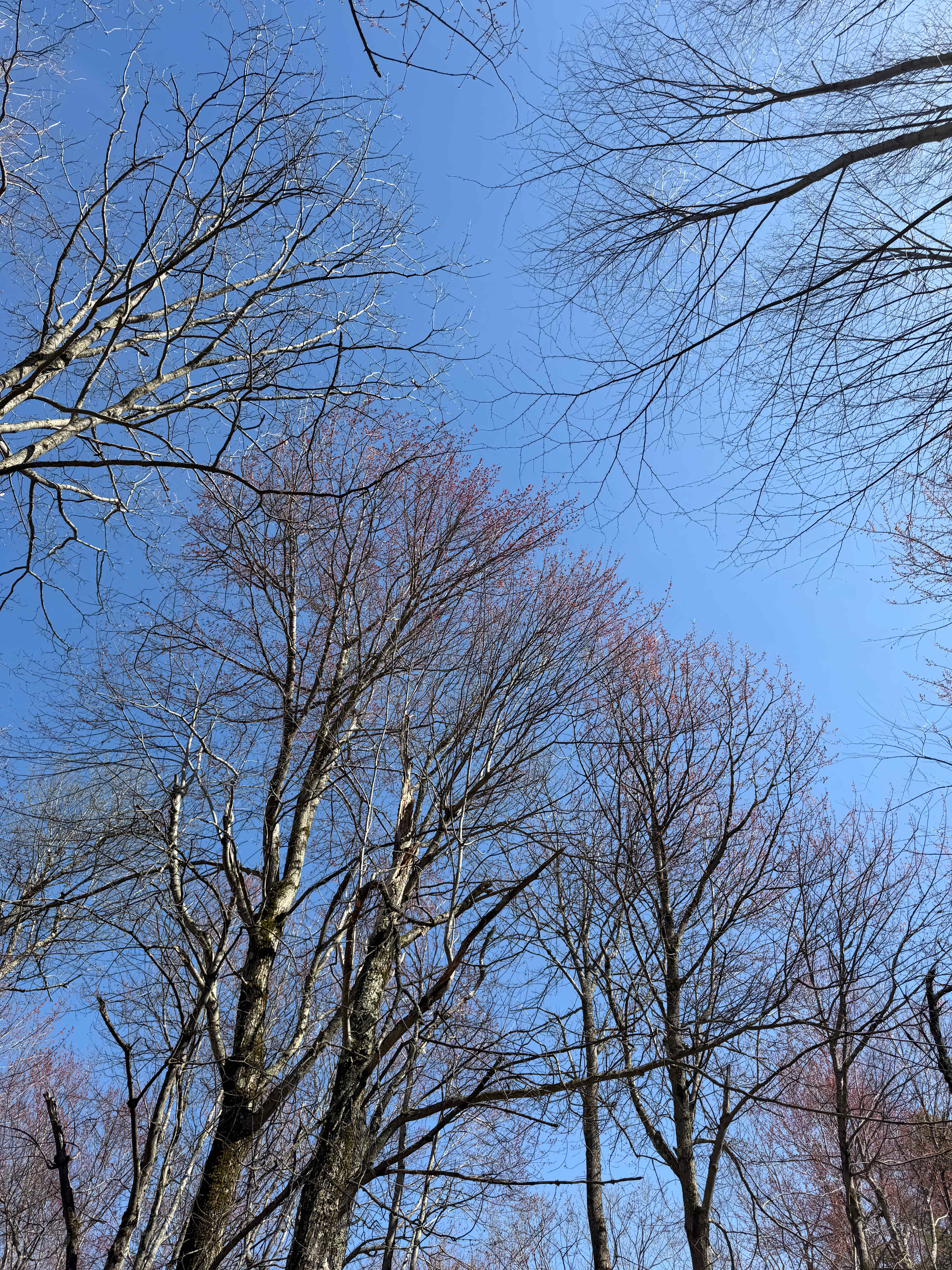 Wapack Trail Cabin