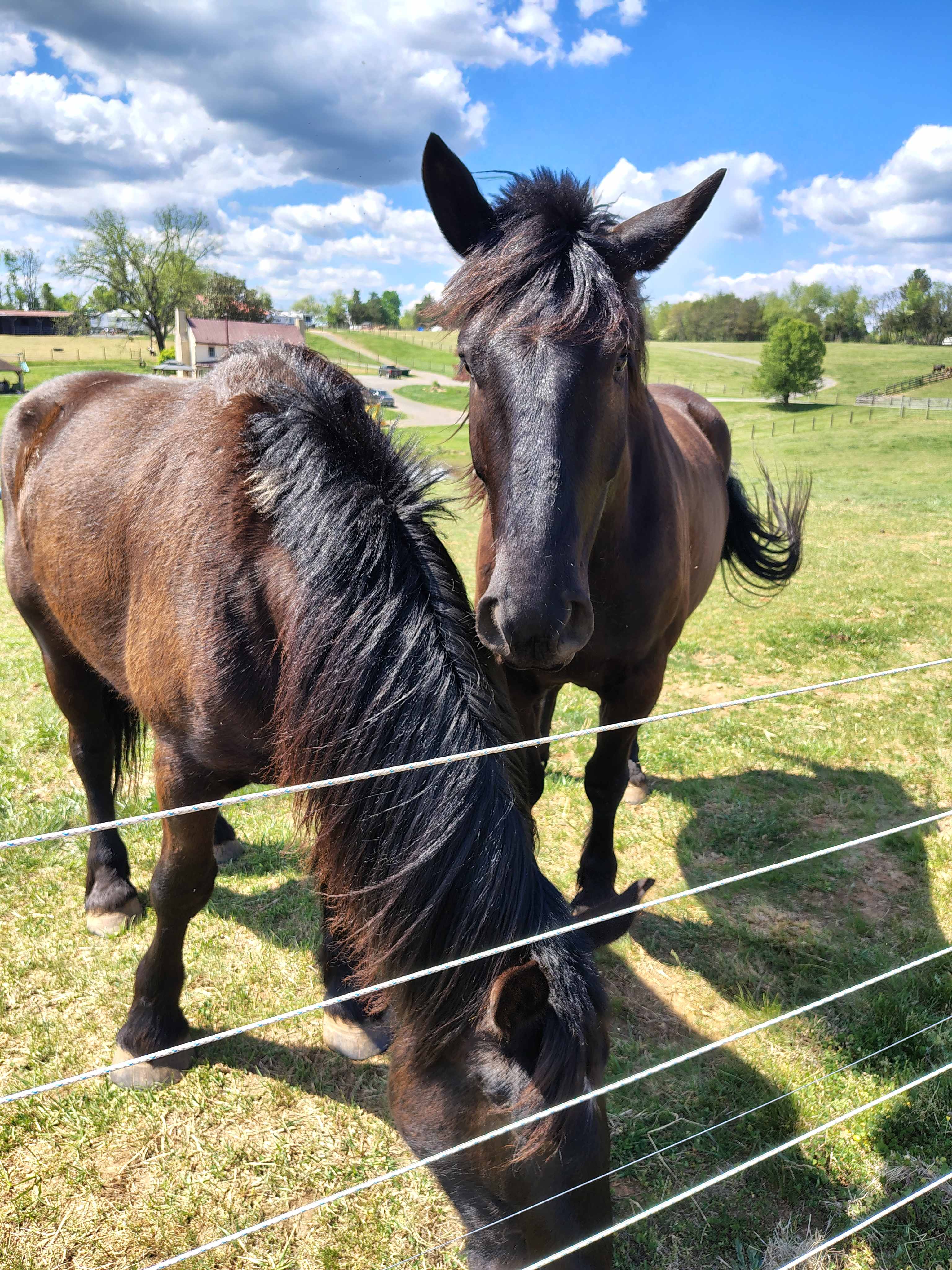 Narrow Gate Farm