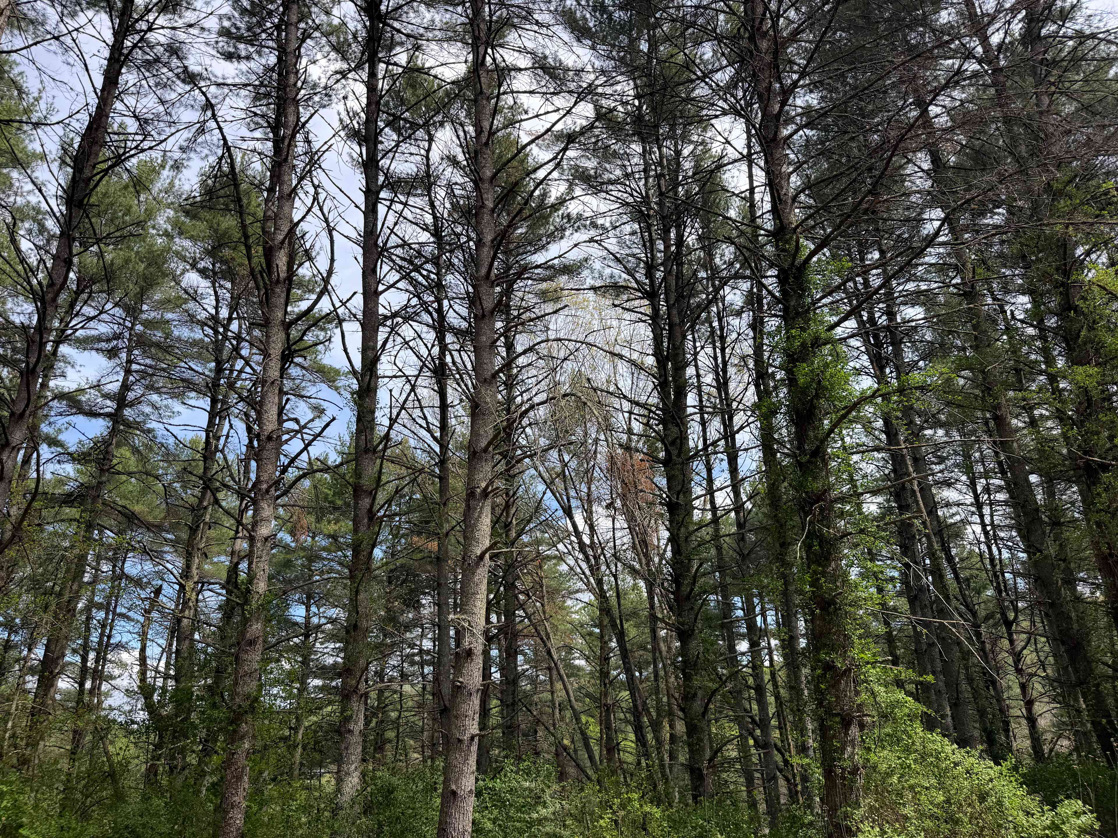 100 Acre Wood