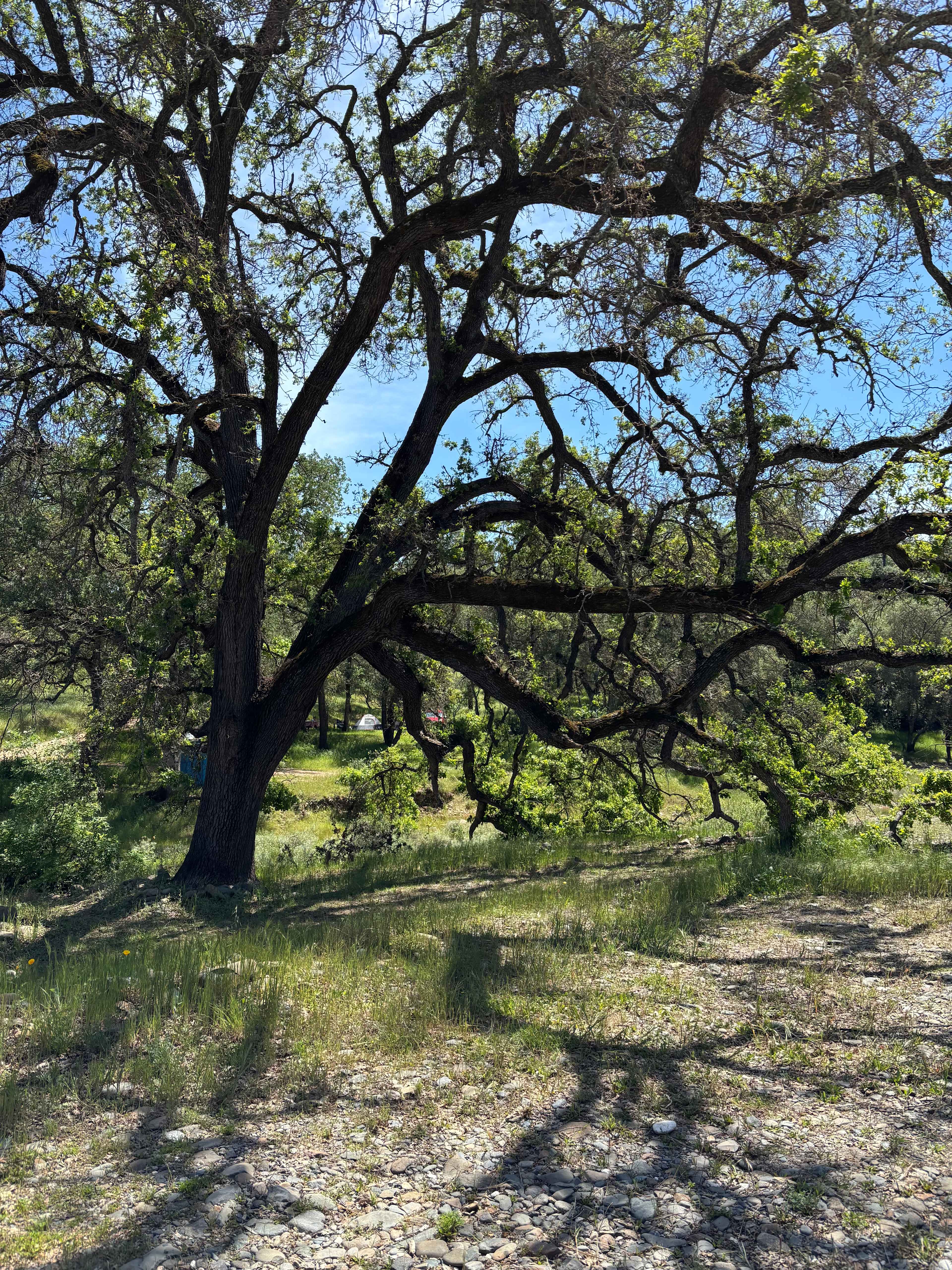 Amazing tree