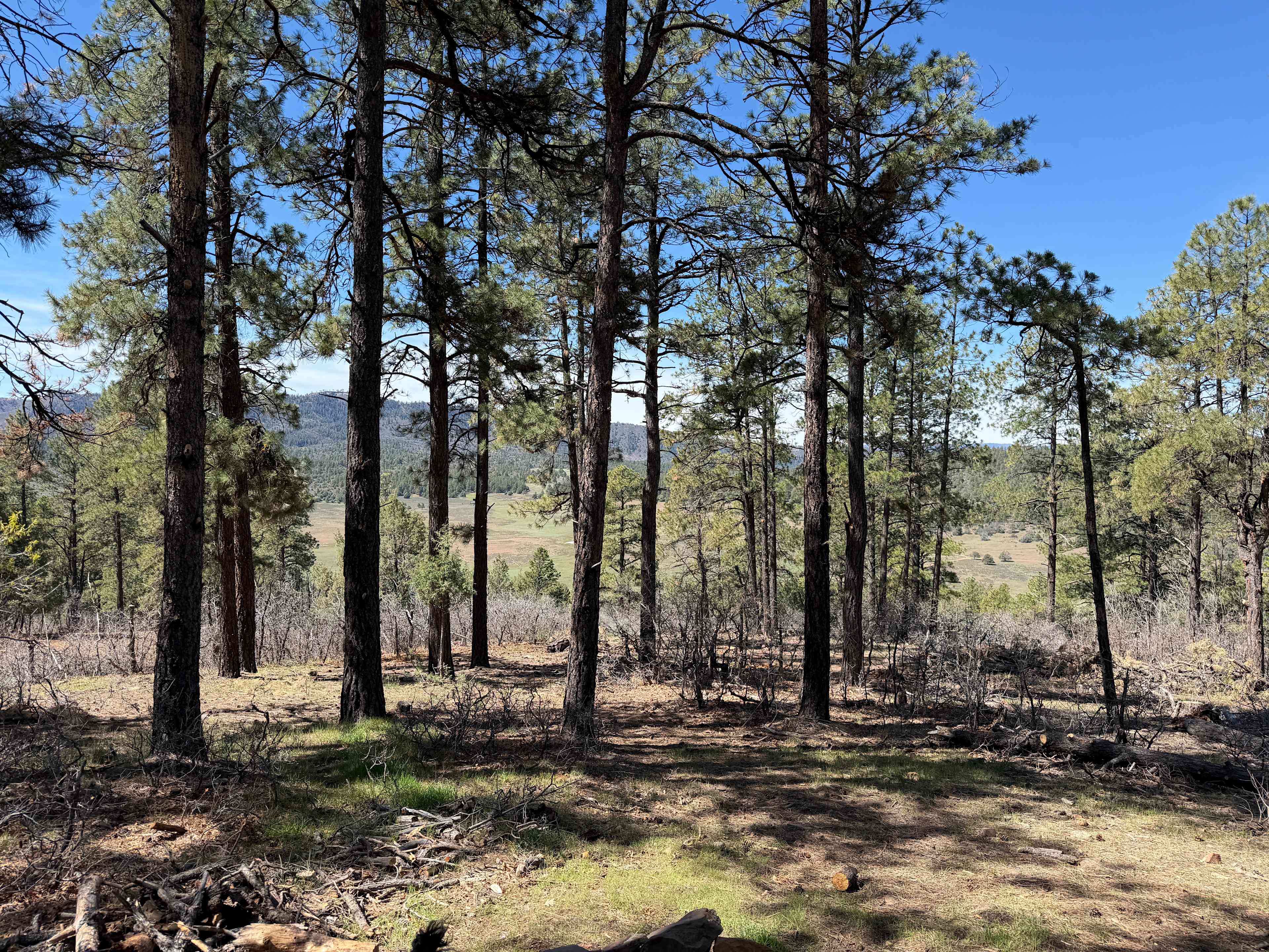 Utetopia Views
