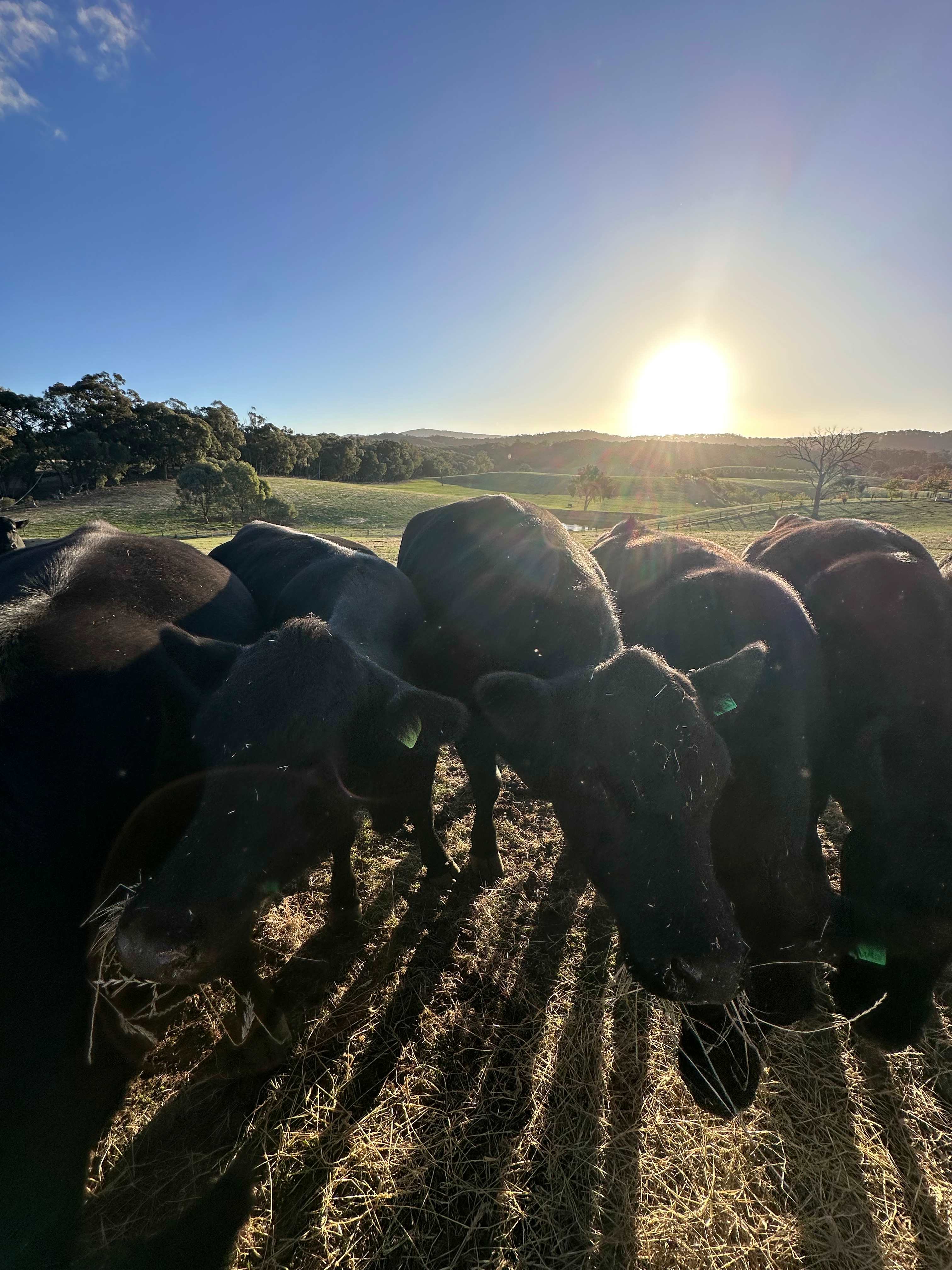 Nillawarre Farm Stay