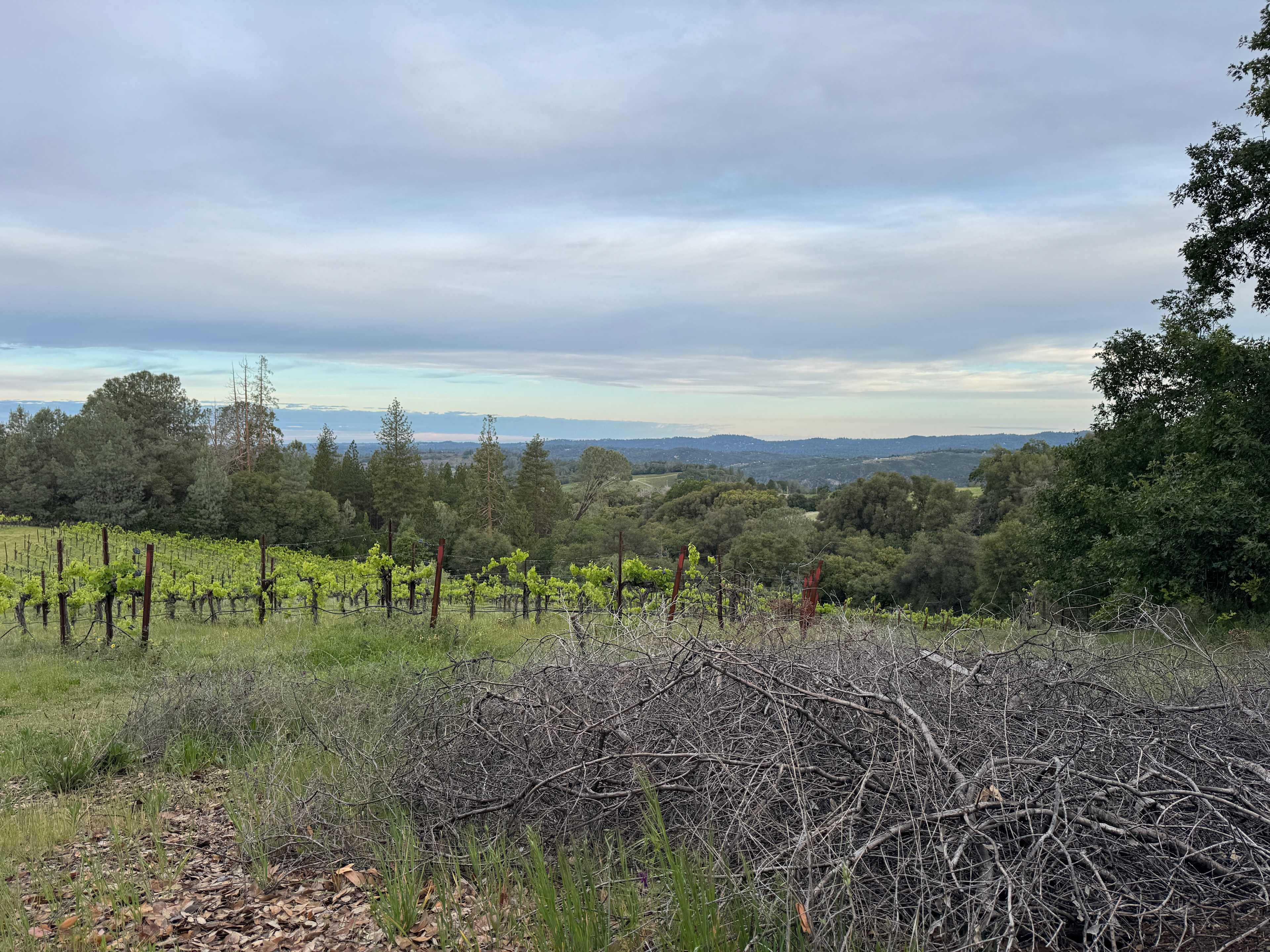 Vineyard Hillside Overlook