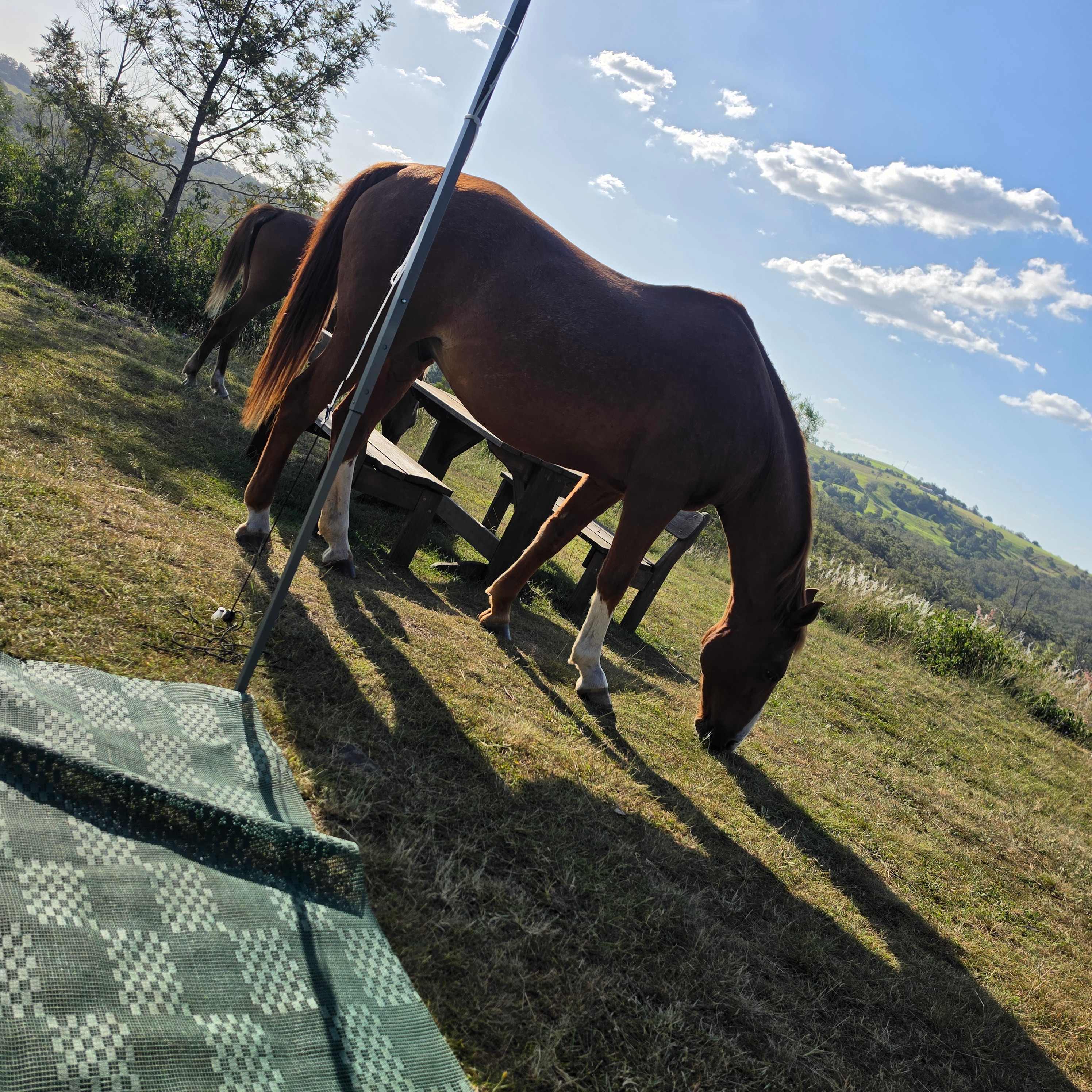 Hilltop Farm, Camping and Glamping.