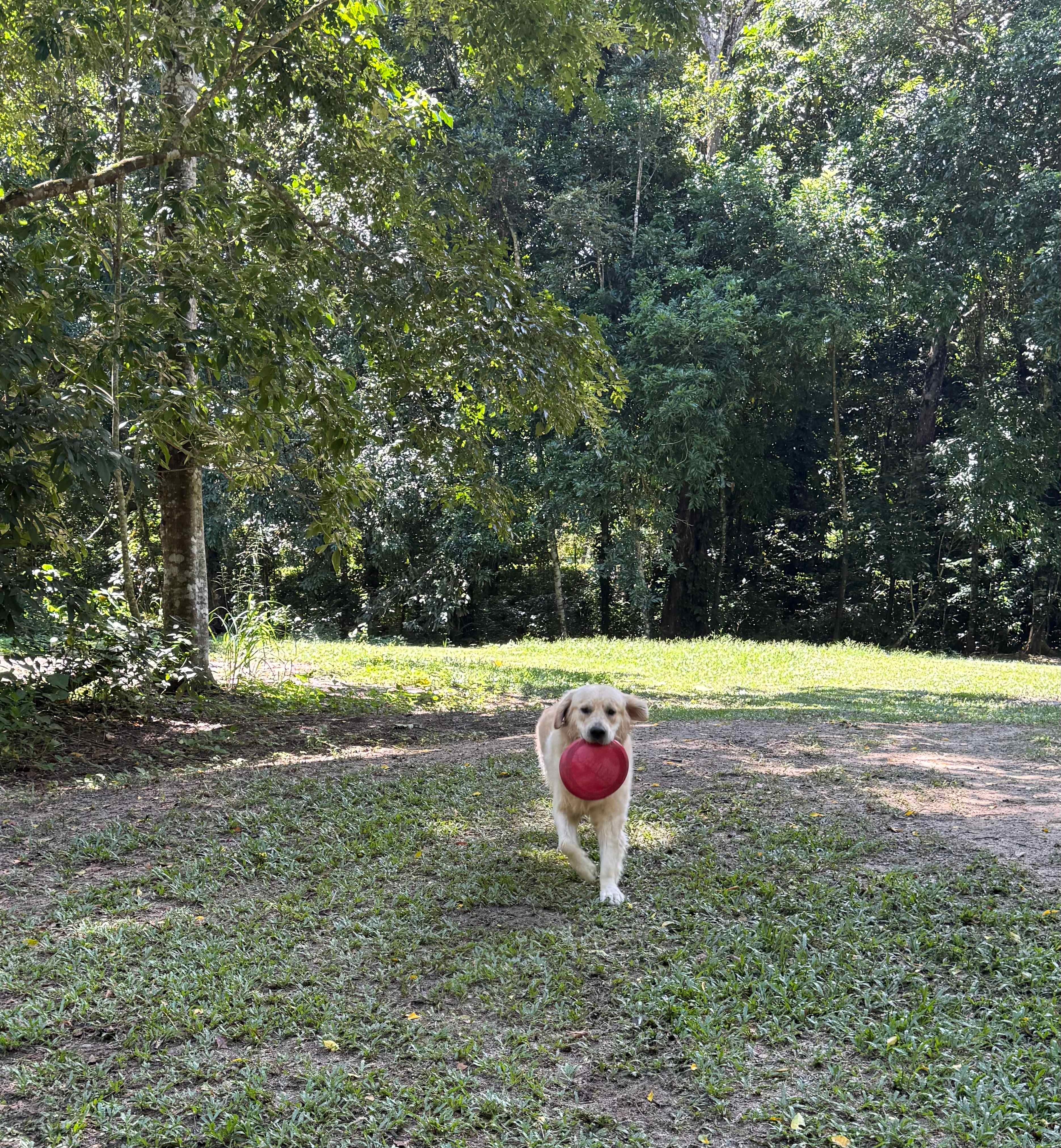 Grassy area at edge of campsite