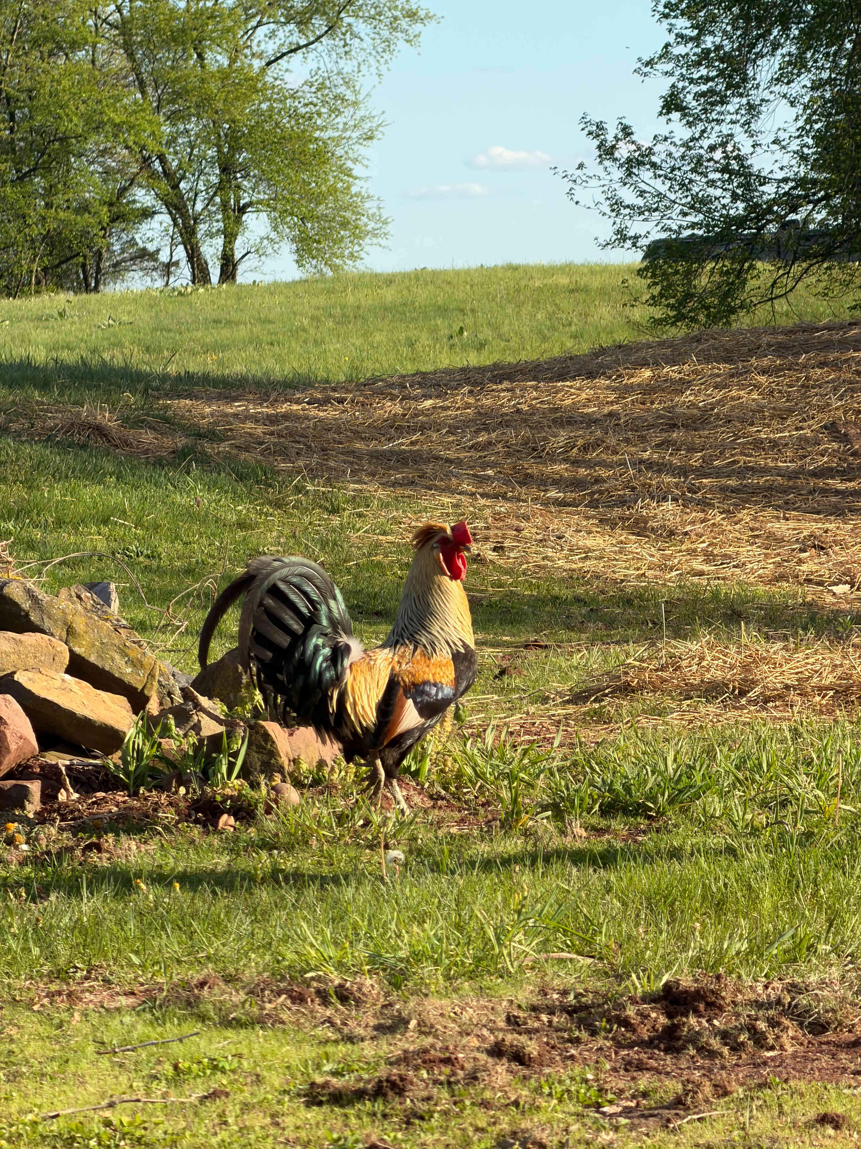 Happy Rooster
