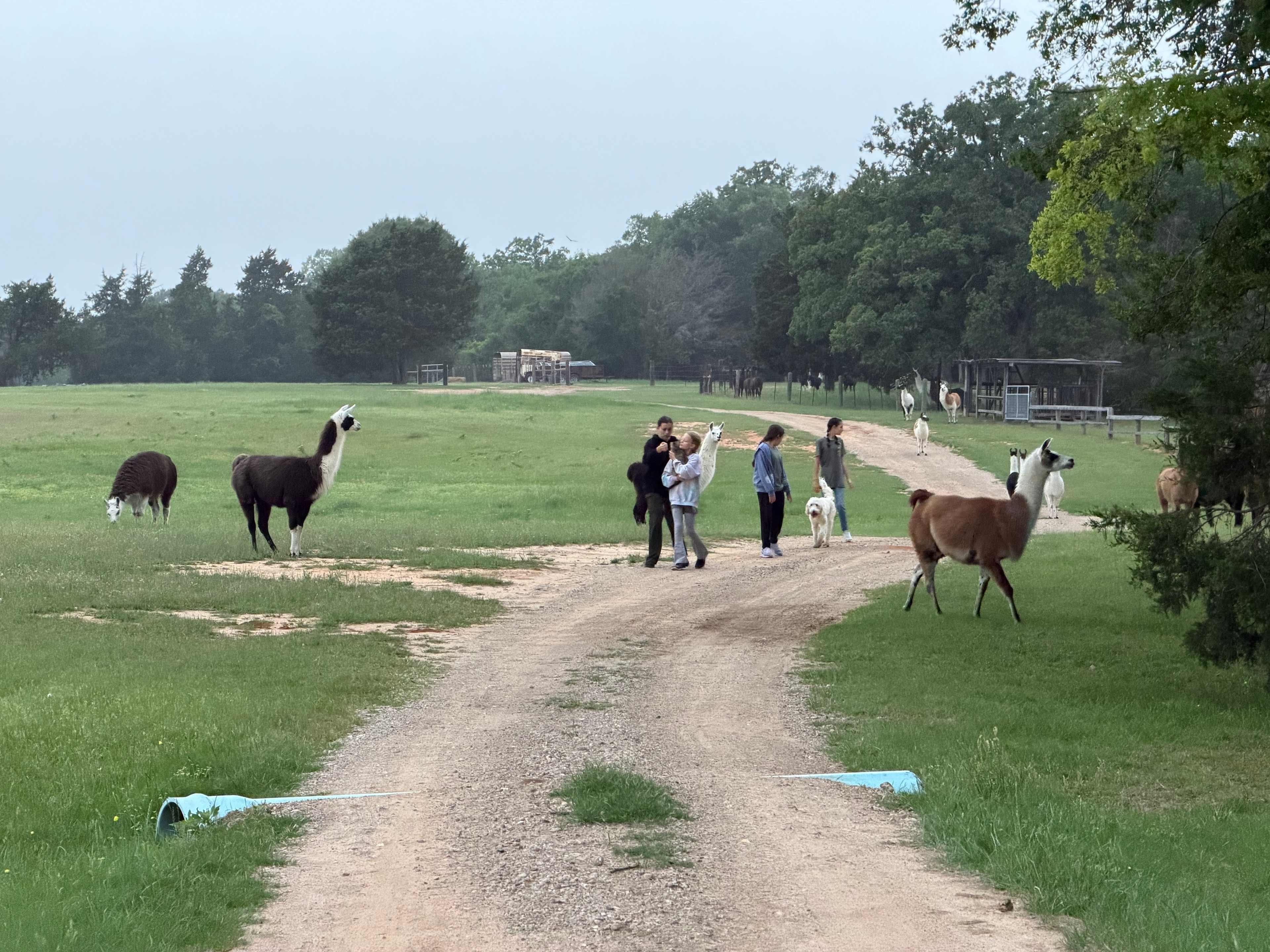 Llama Land Ranch