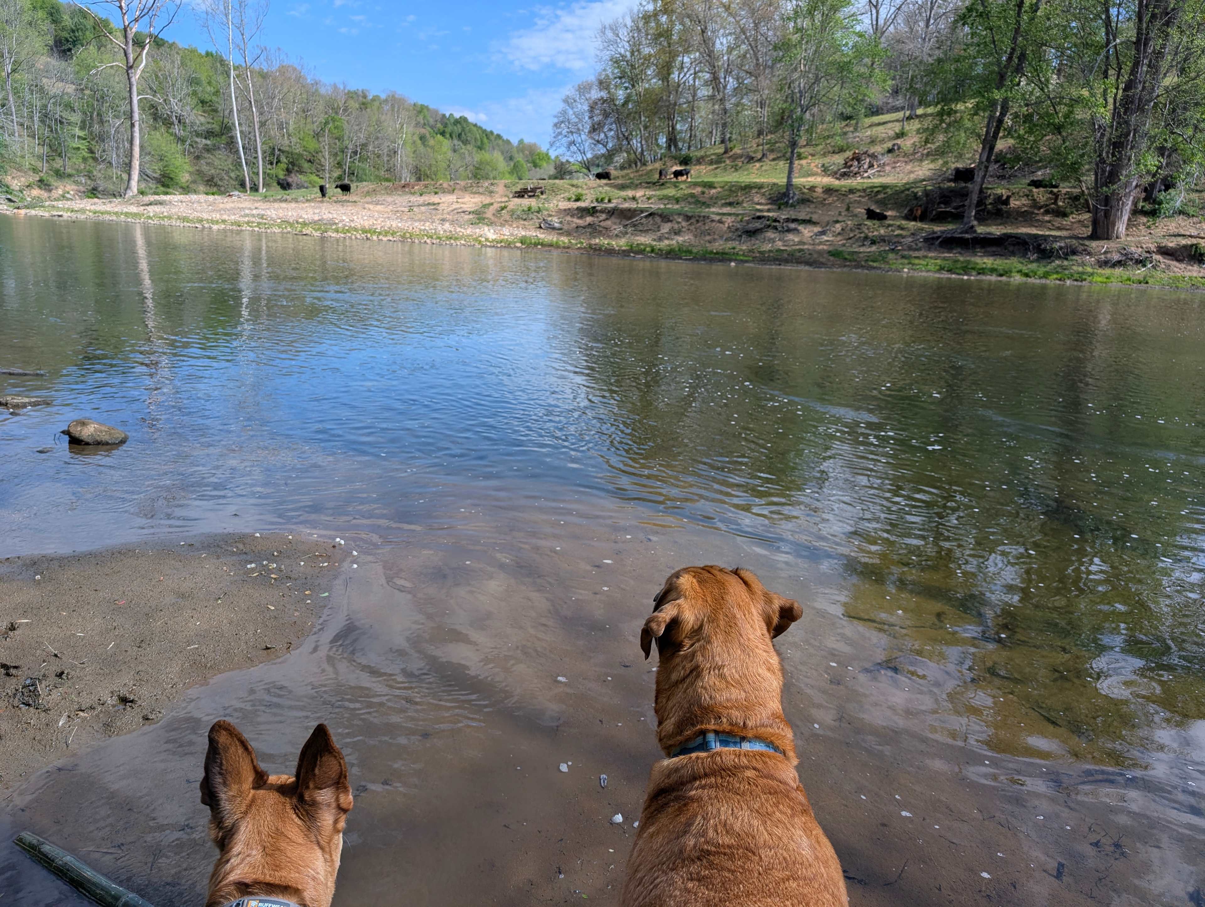 Doggies loved the River