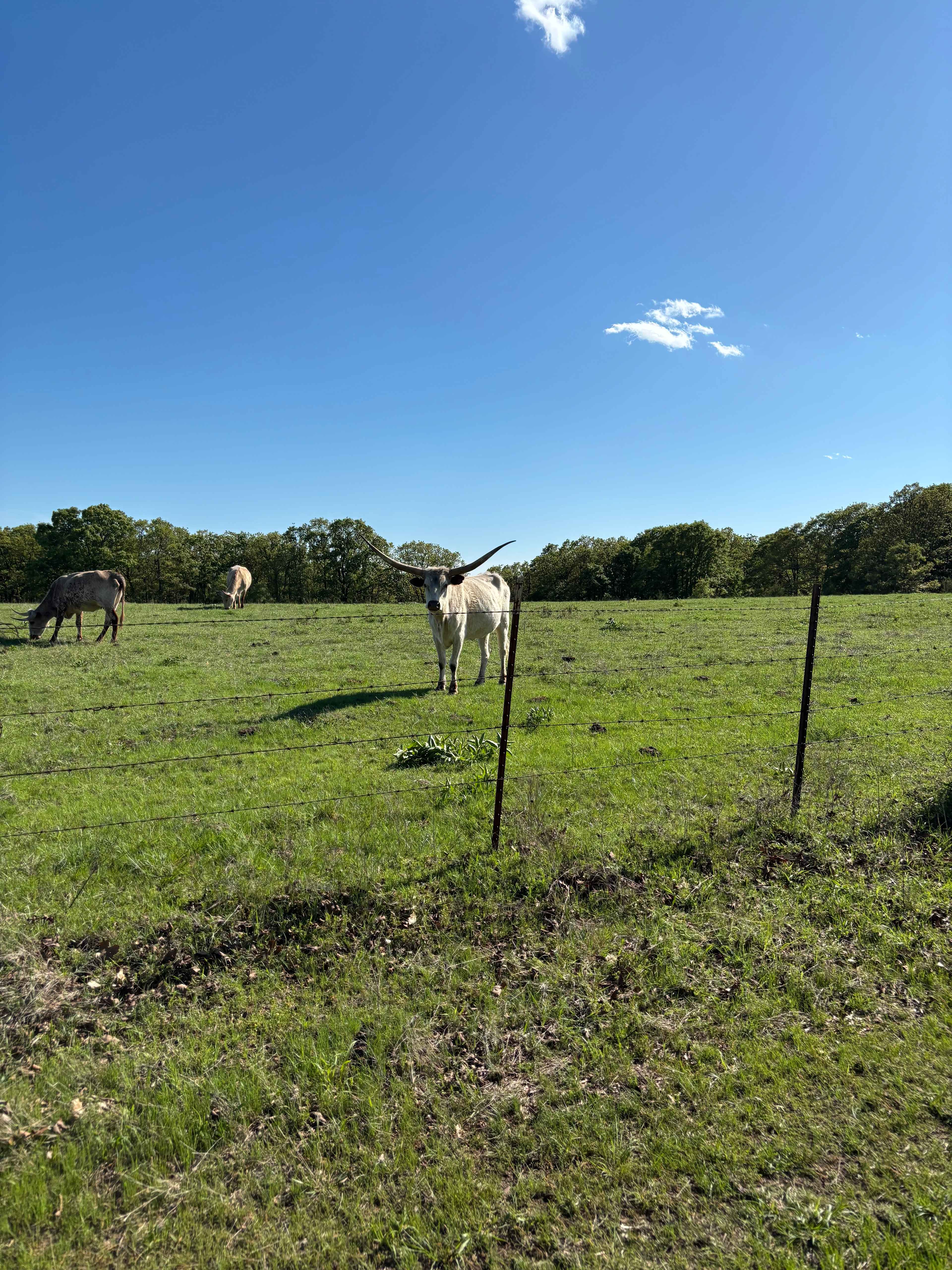 K.C. Ranch