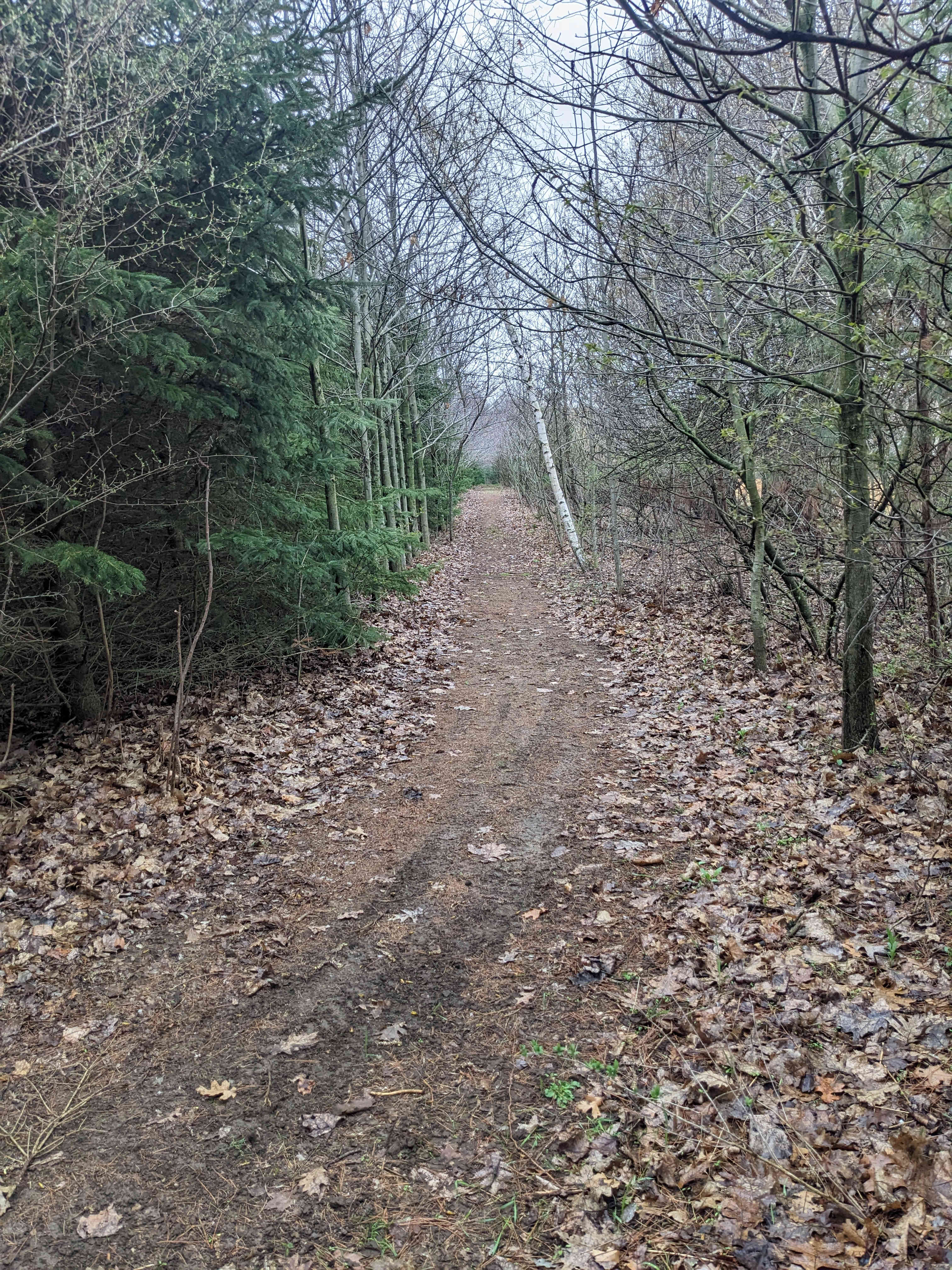 Laneway in to the site
