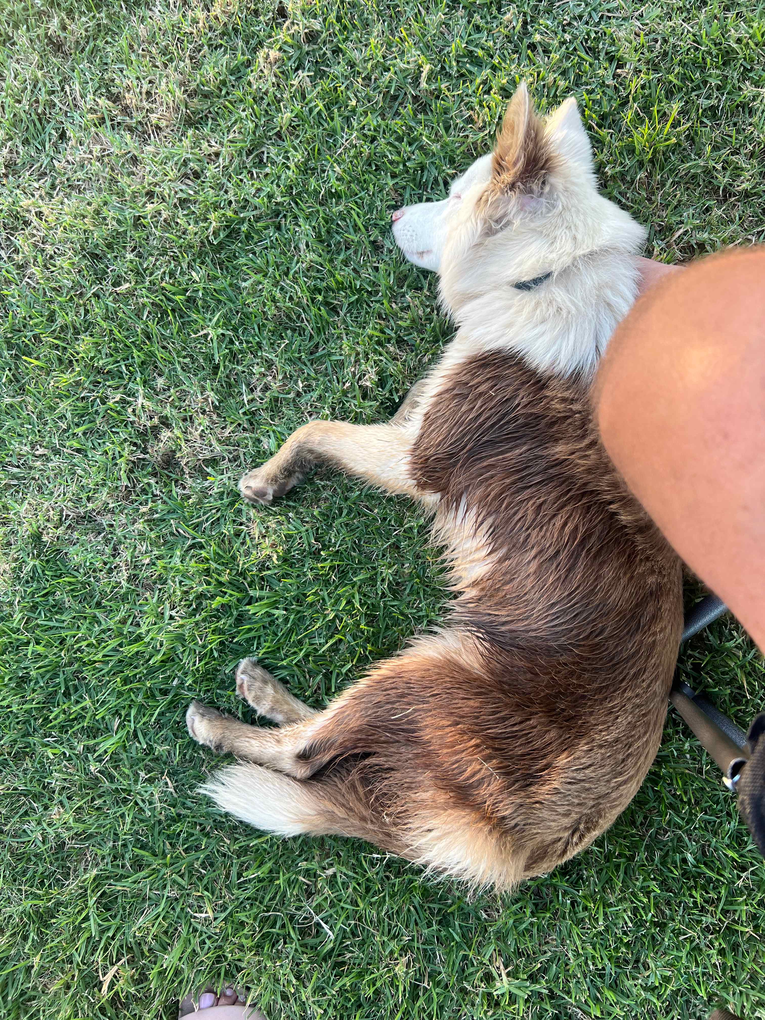Land owners dog. Very friendly 