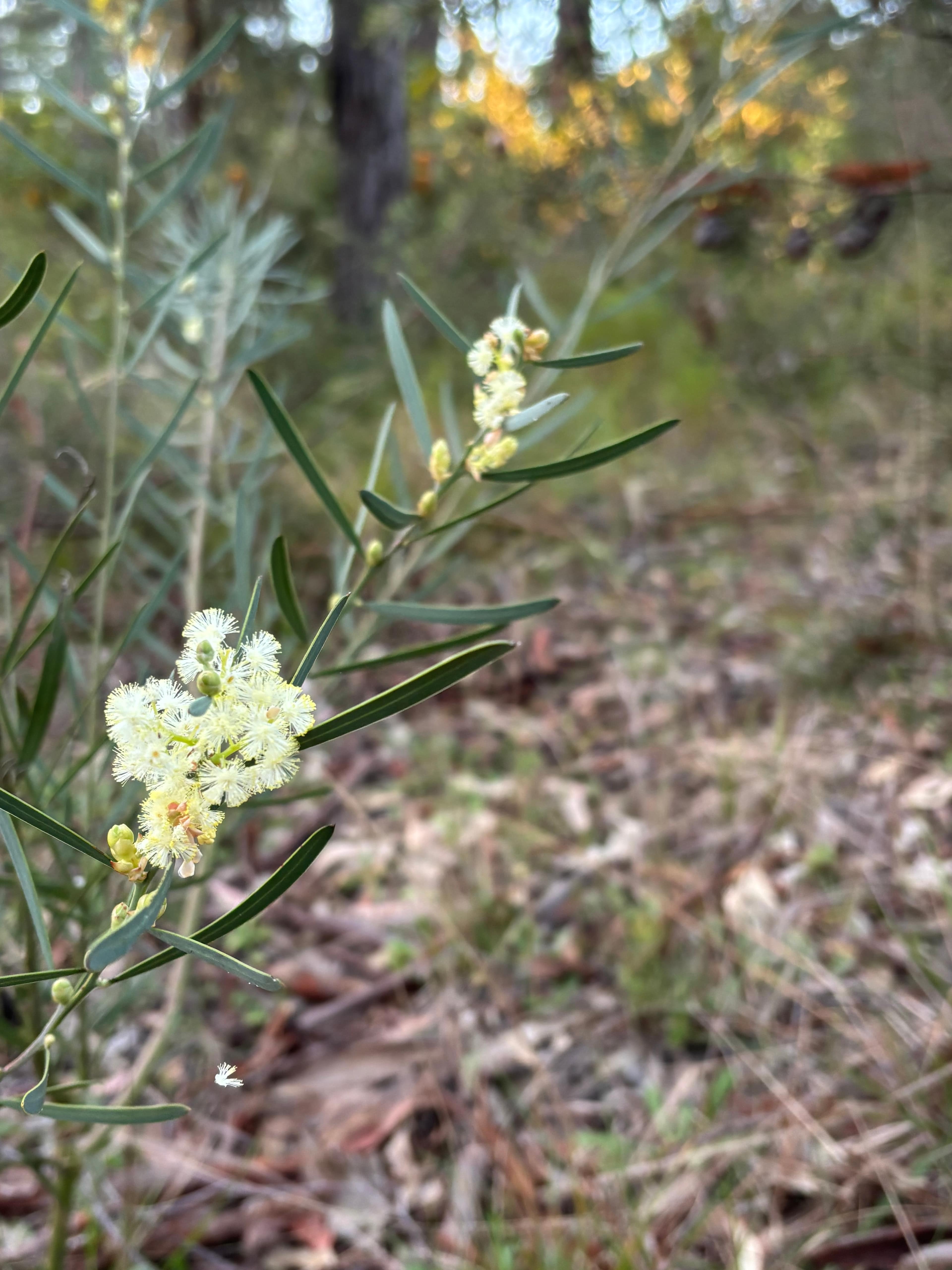 Wedderburn Hideaway