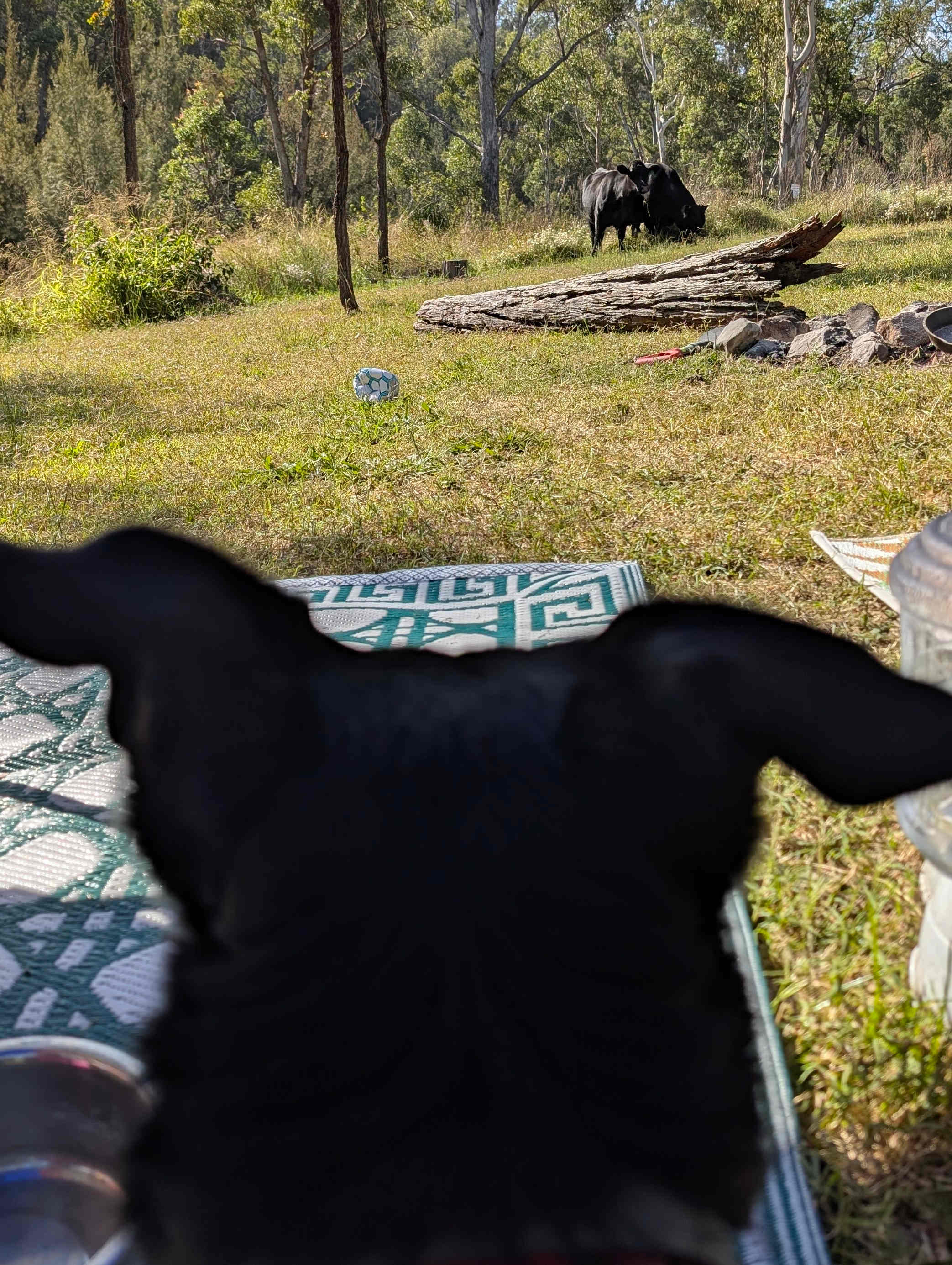Holly, watching the cows. She's such a good girl.