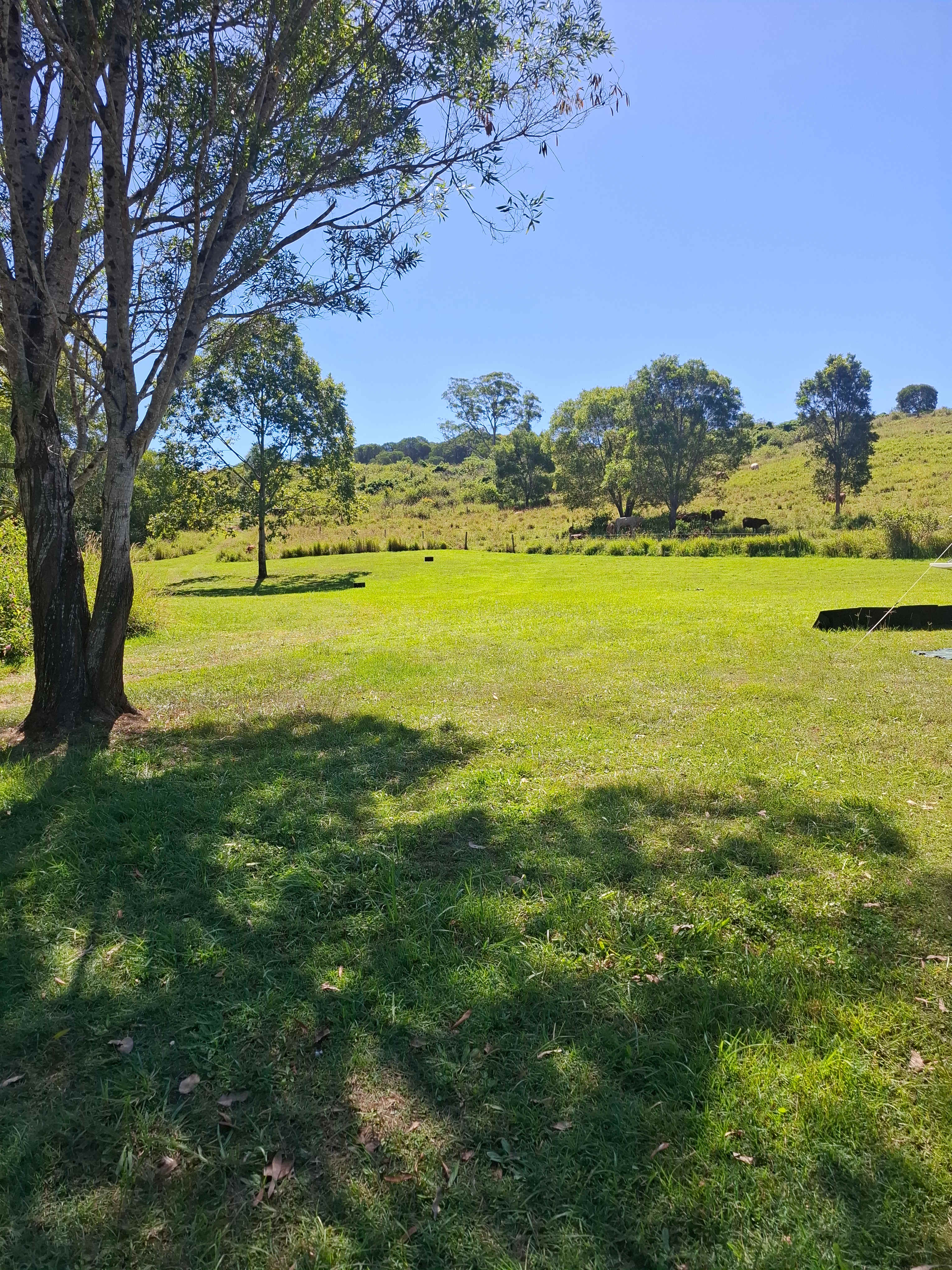 Bunya Grove