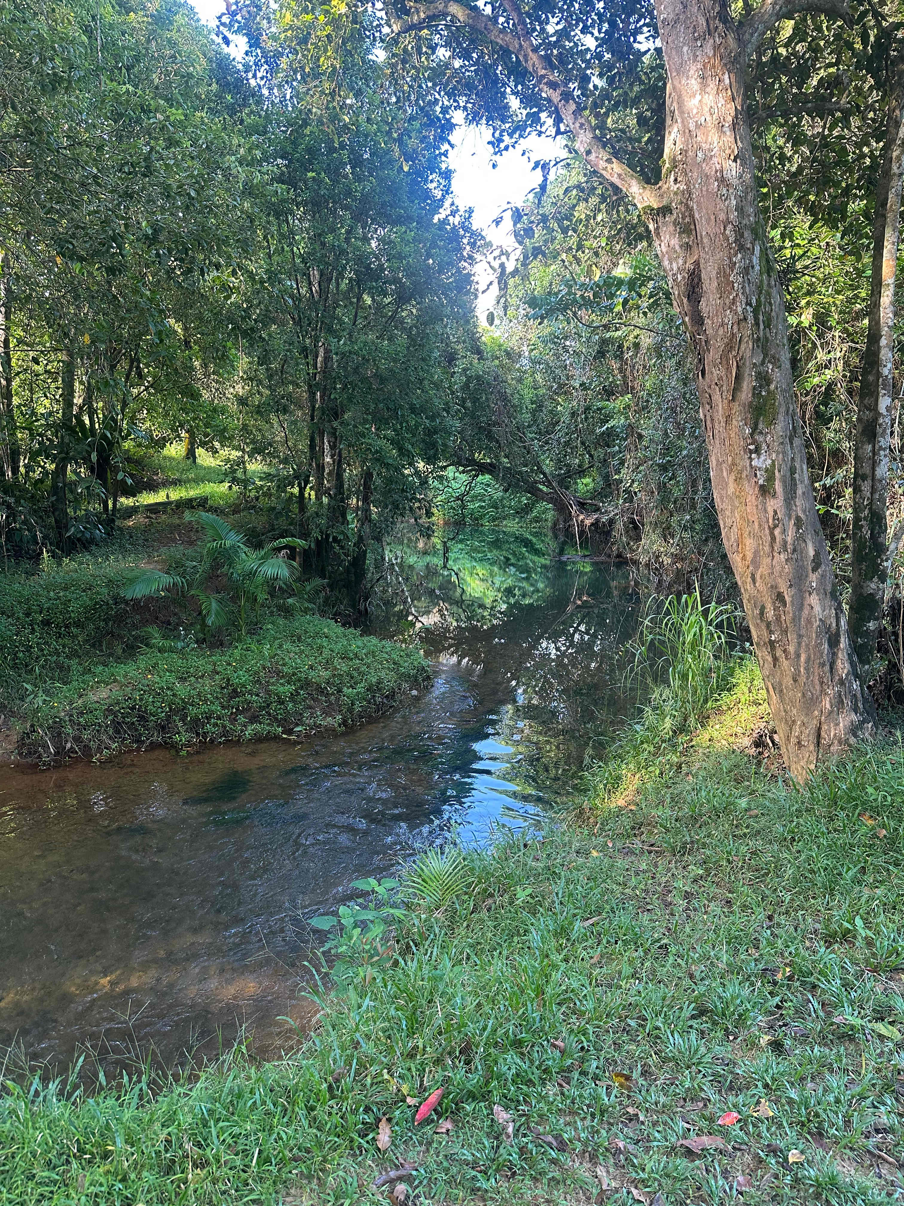 Tropical Woopen Creek Camping