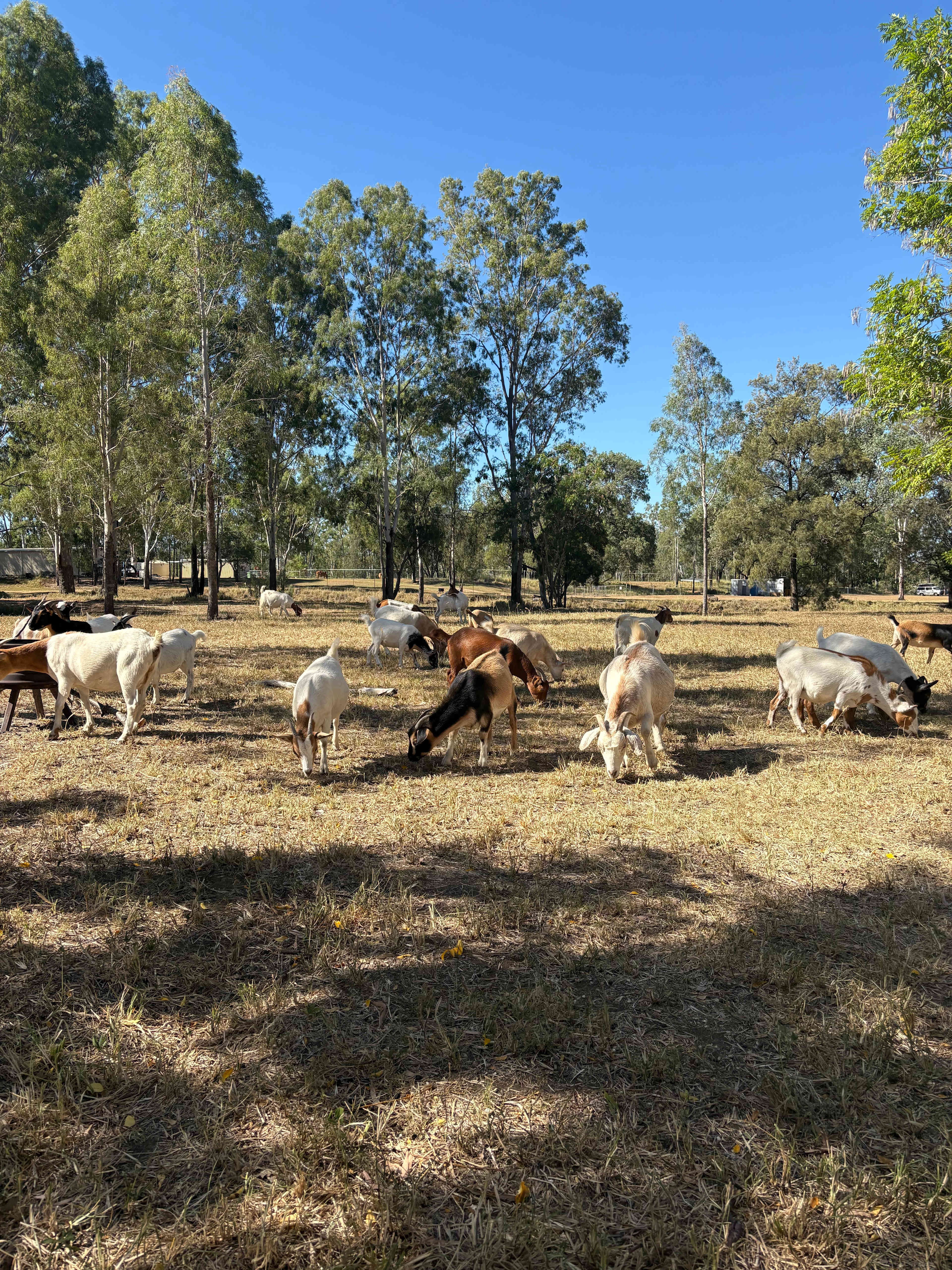 Rocky Creek Homestead