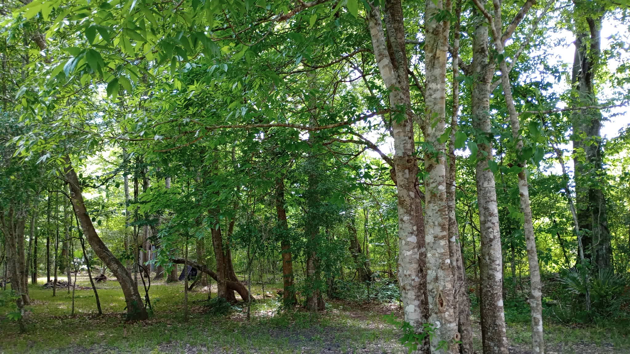 Ligneous Countryside Tent Camping