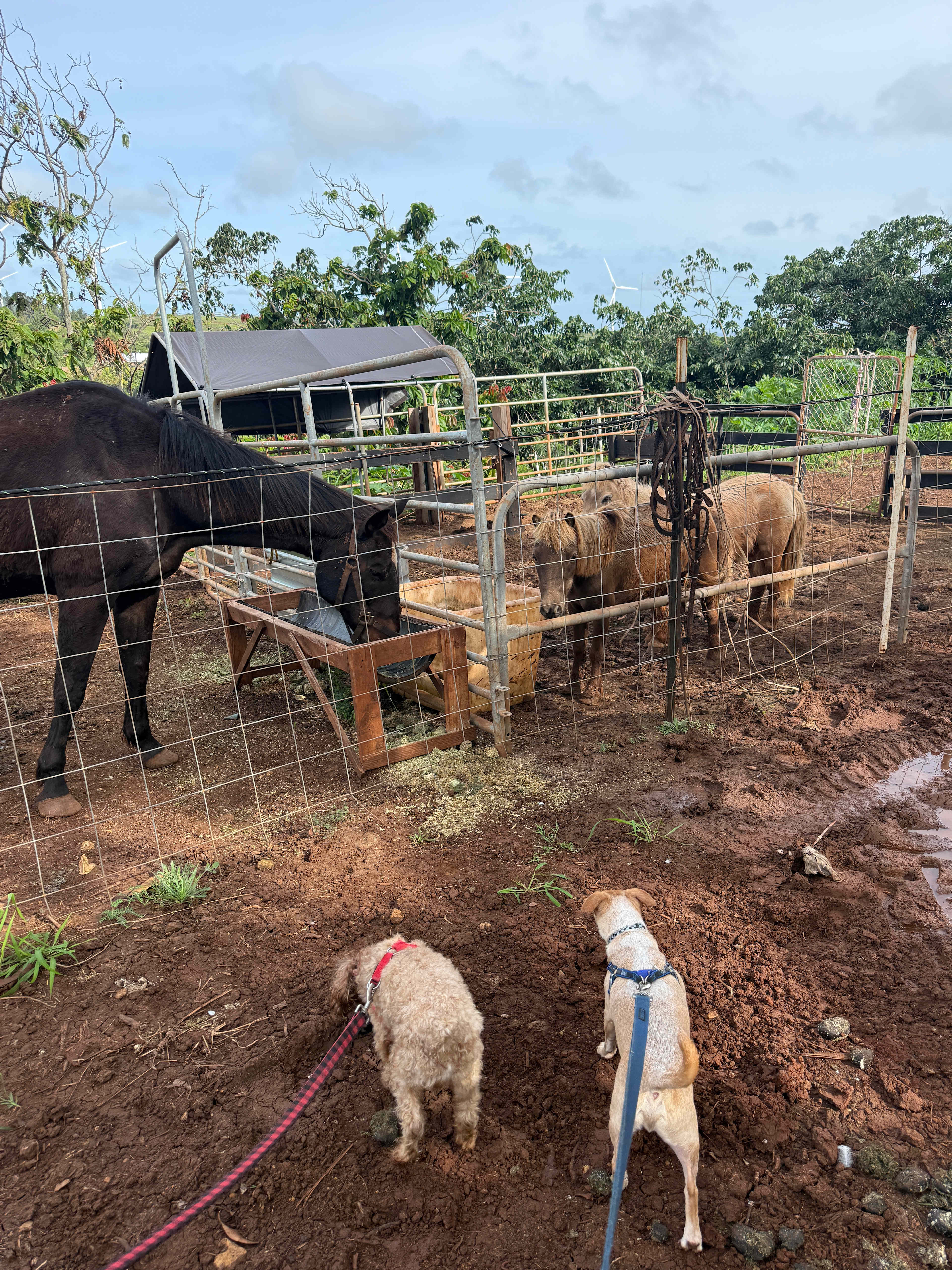 Meeting the animals