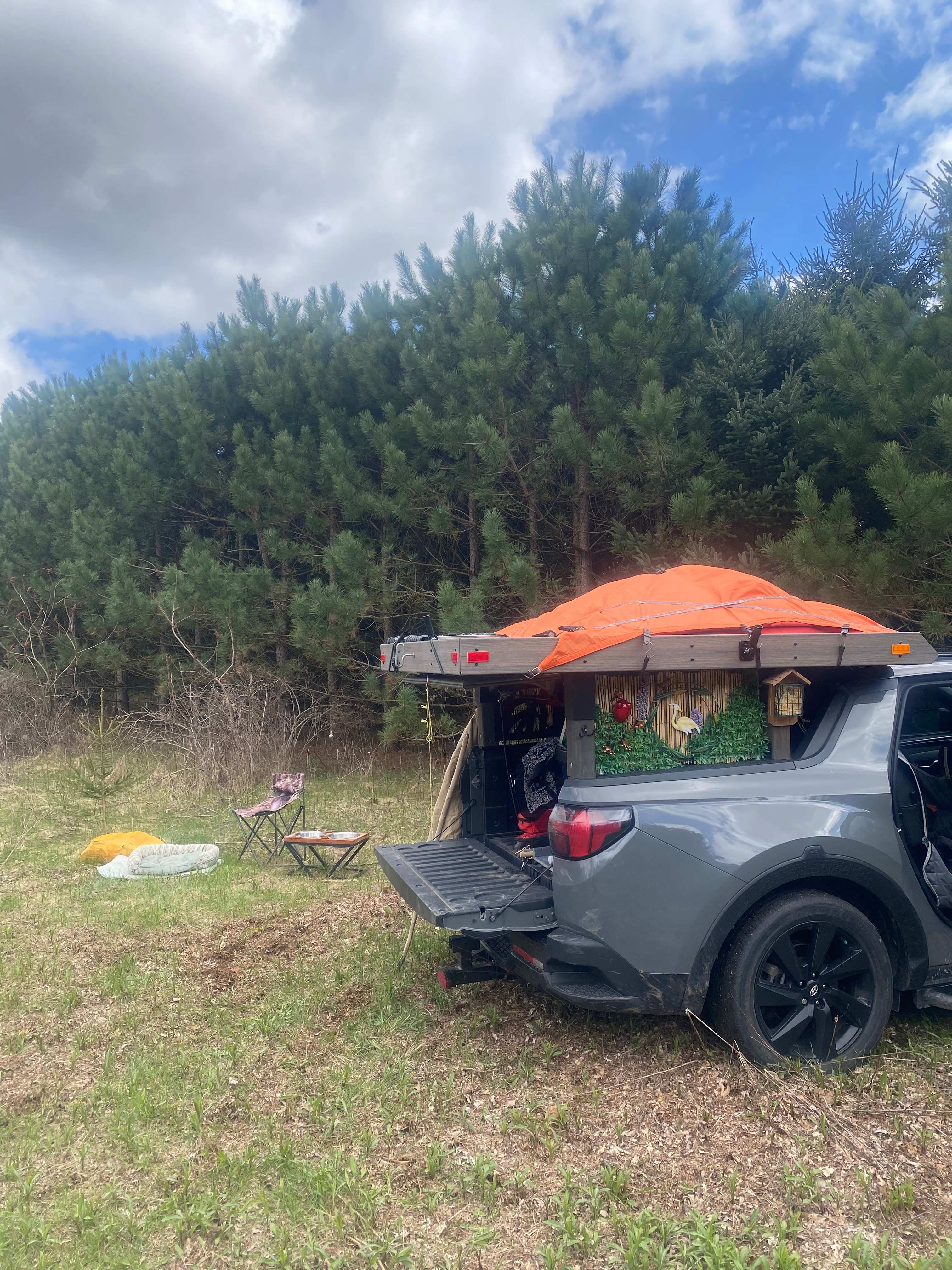 Pine Forest Camping