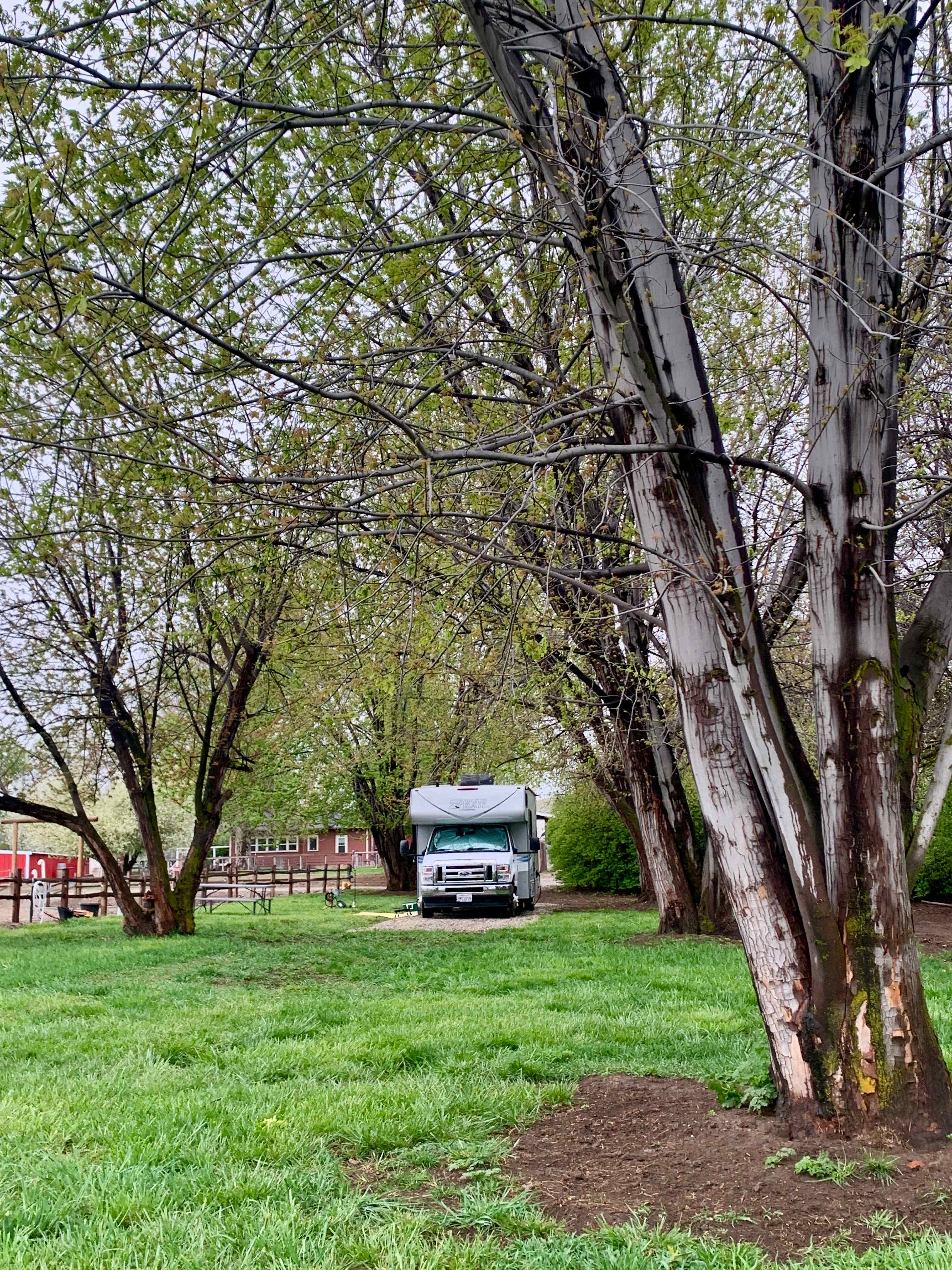 The spot to park under a tree